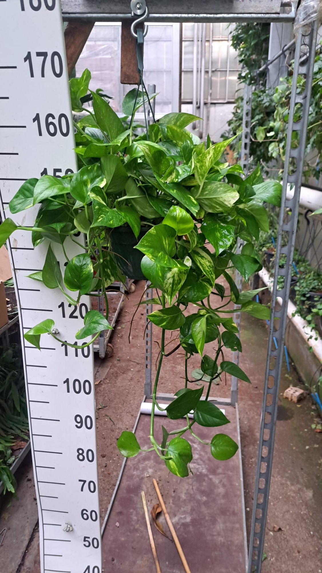 Epipremnum Aureum hangplant 70, D 20