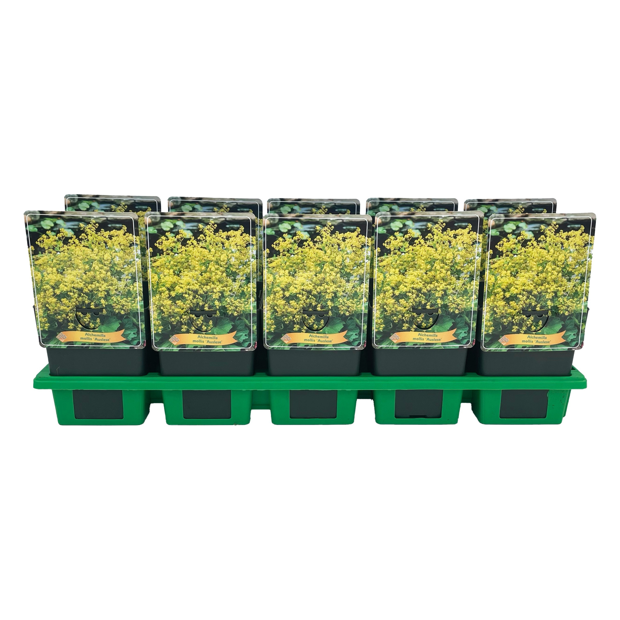 Alchemilla mollis Auslese P11, D 11