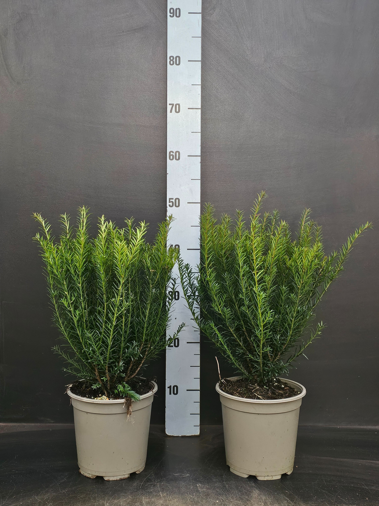 Taxus baccata 'Renke's kleiner Grüner', D 13