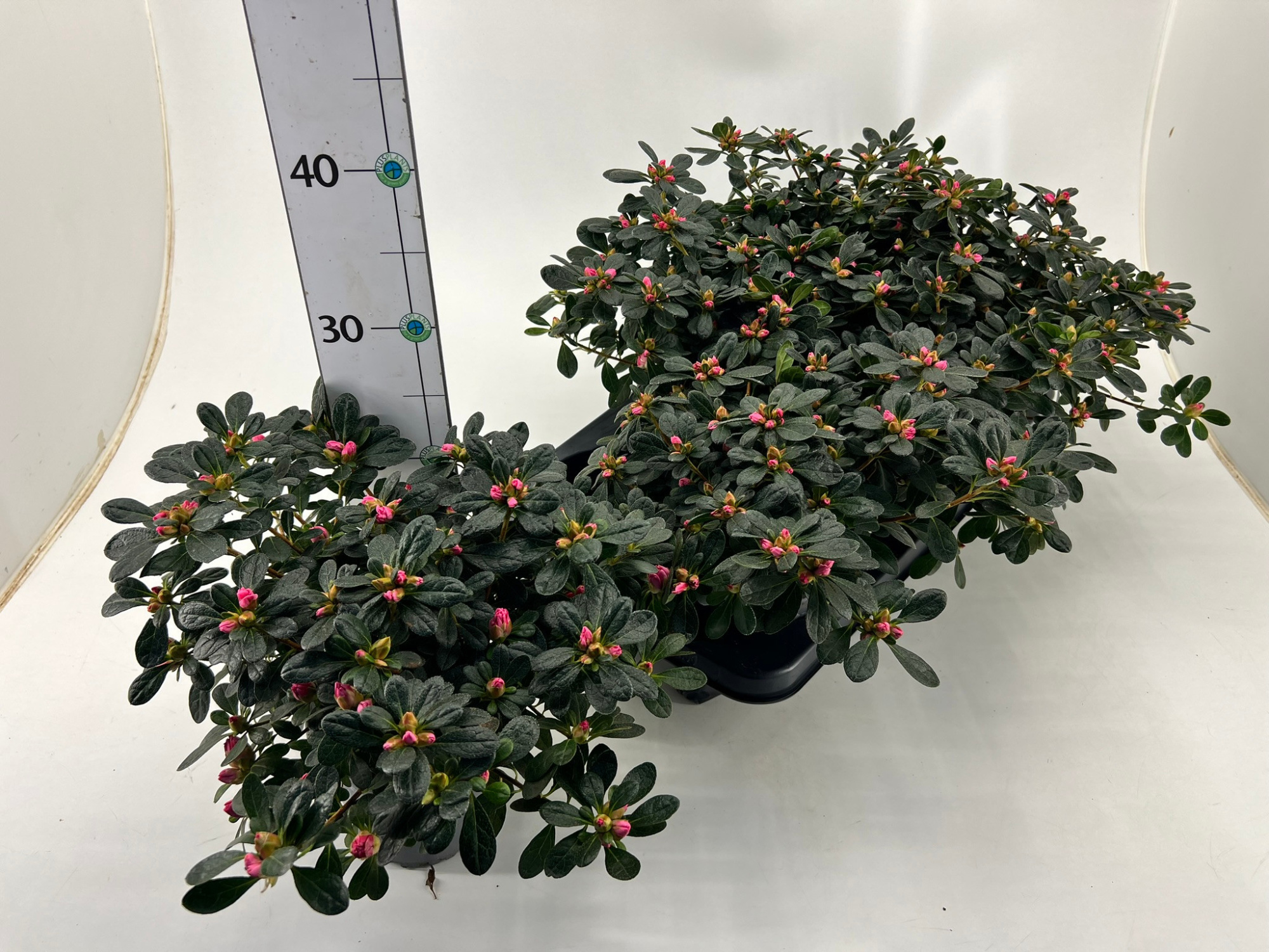 Rhododendron simsii T14 pink/red, D 14
