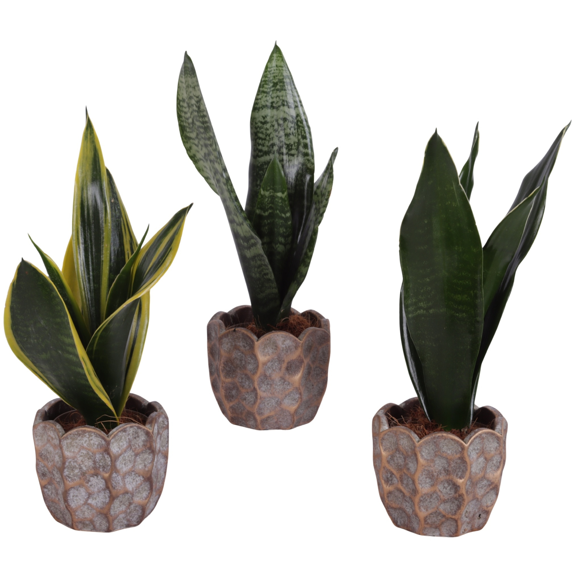 Sansevieria mix Ø09cm in Ø12cm Ceramic PL670, D 12