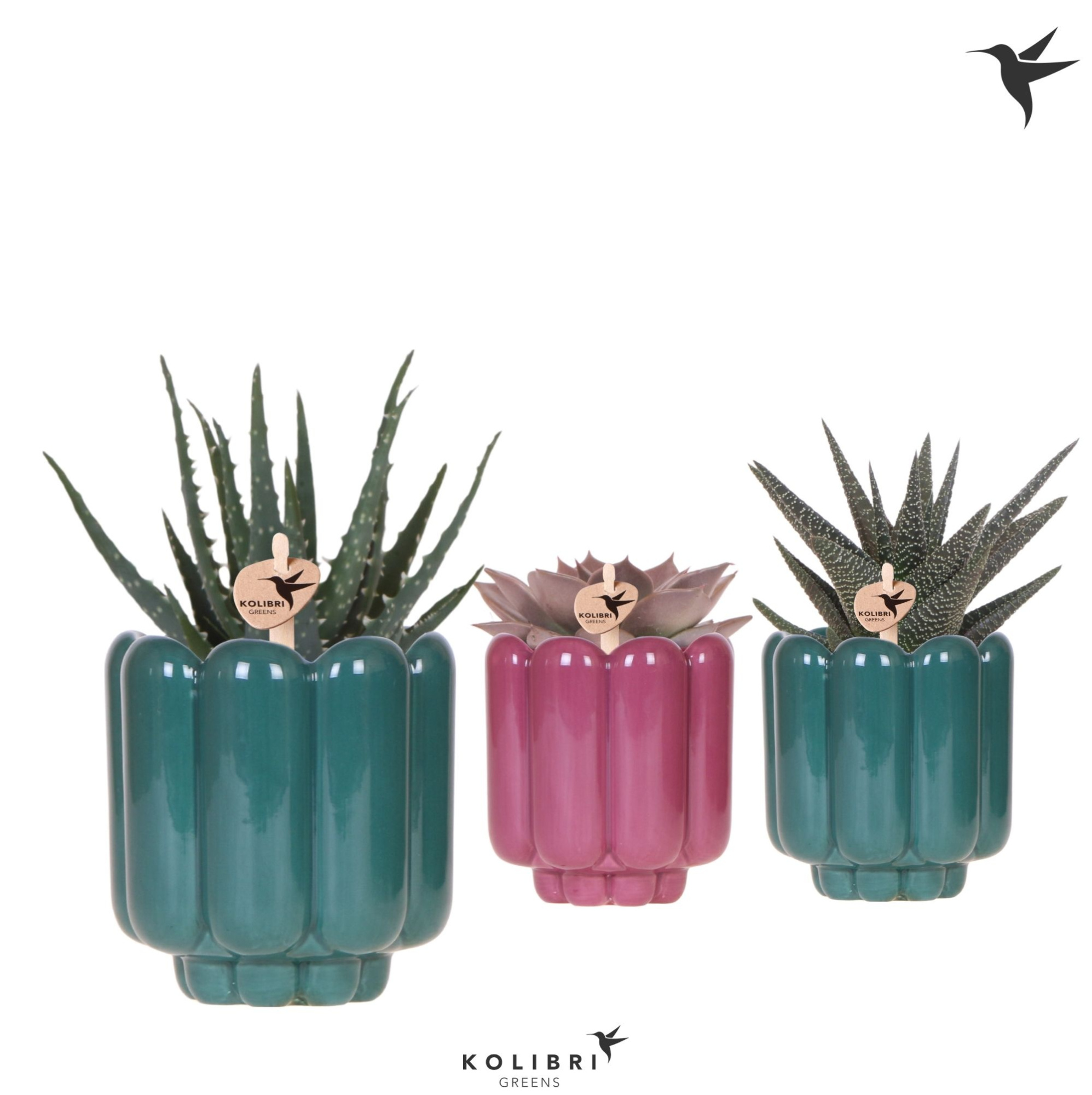 Kolibri Greens Succulenten mix in Retro pot green mix, D 9