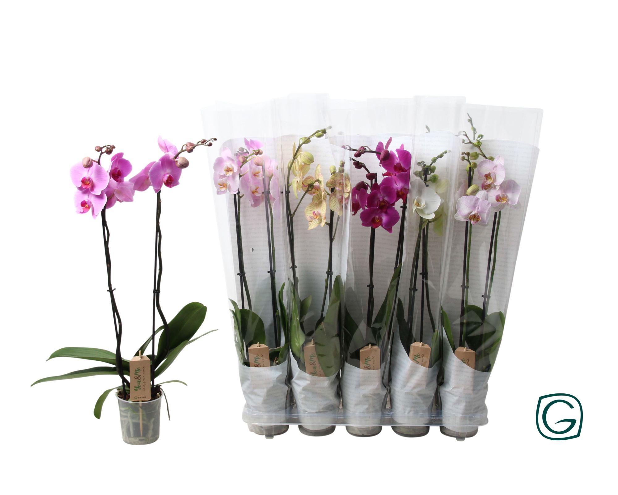 Phal. 2 tk mix 12+ happy sleeve white, D 12