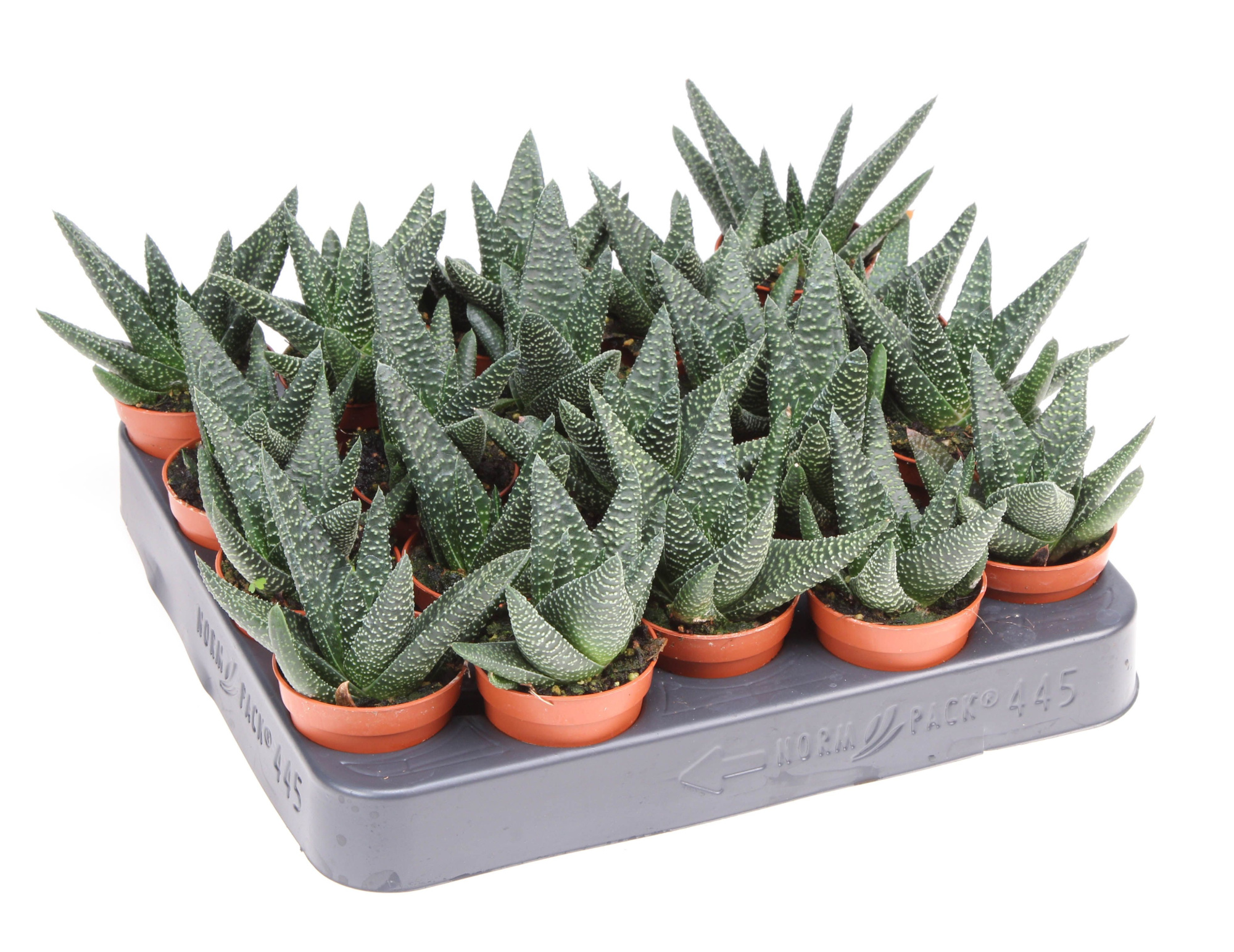 Haworthia Royal Highness, D 5,5