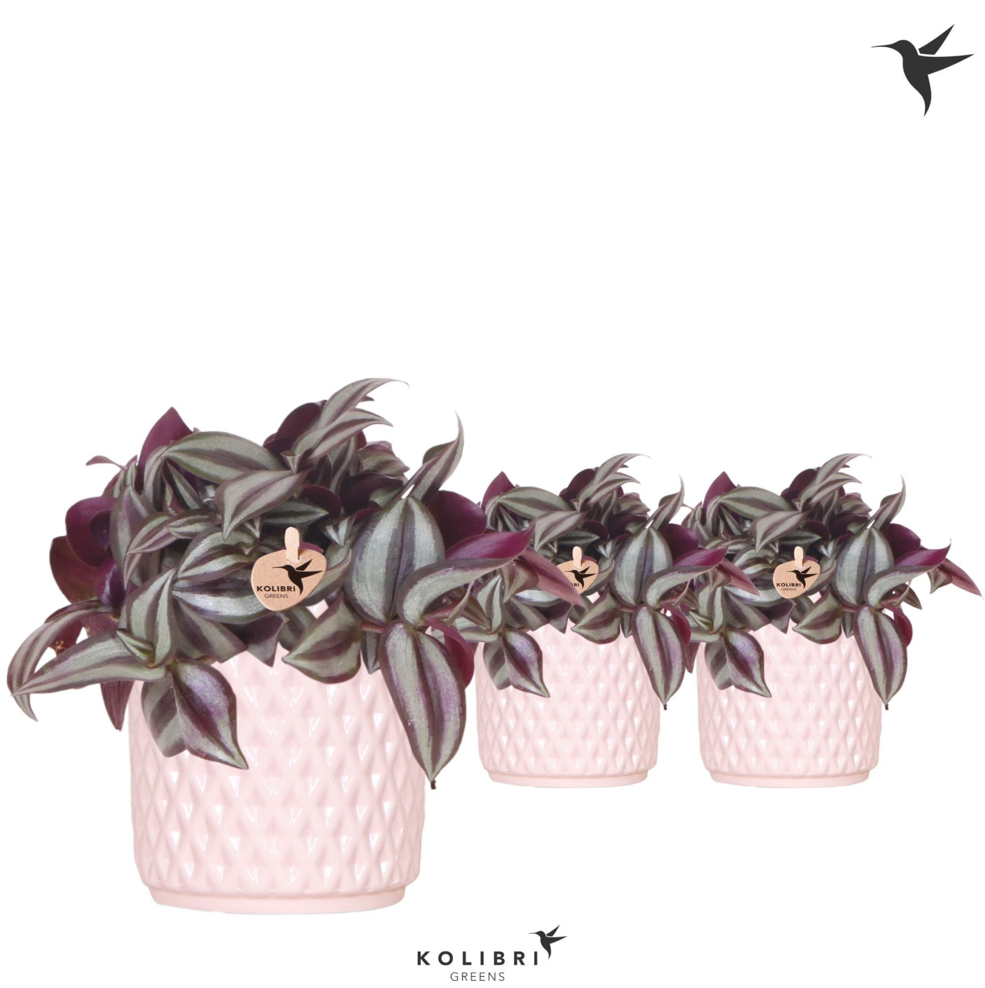 Kolibri Greens Tradescantia Zebrina in Diamond pot nude, D 9