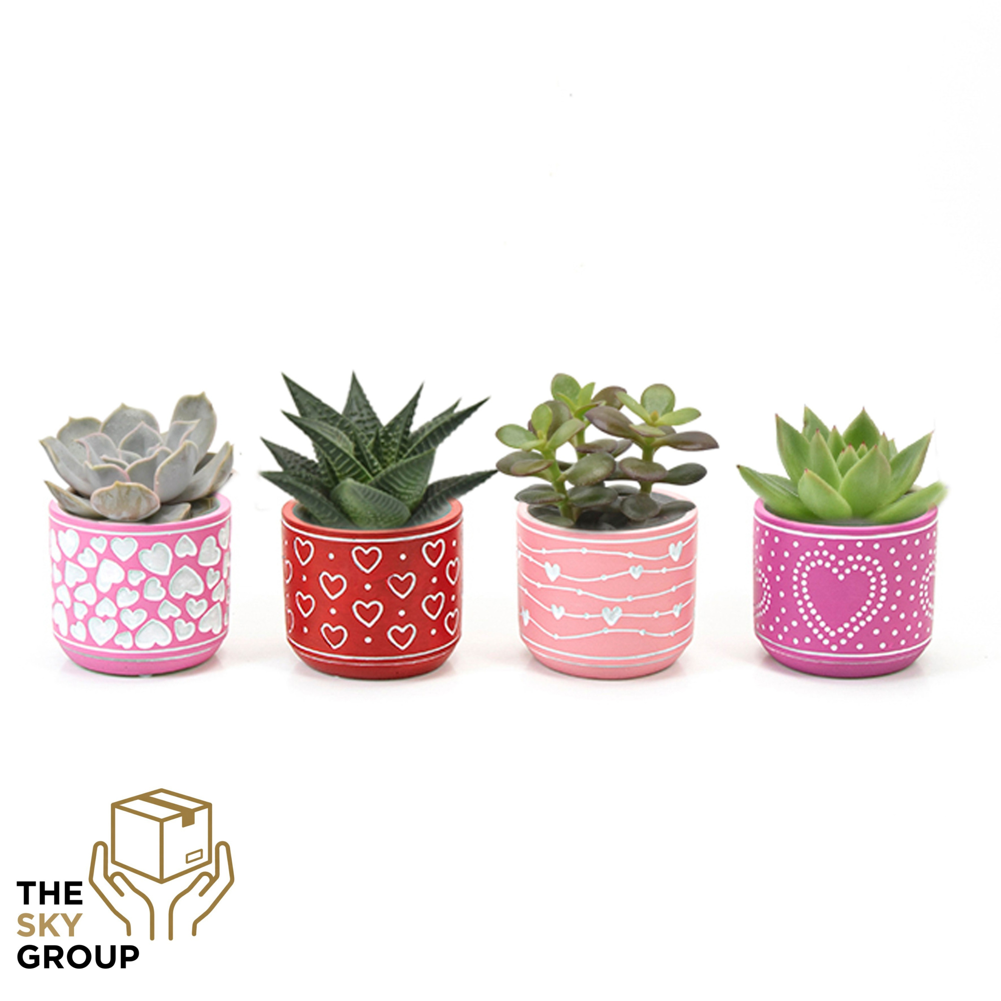 Succulent 6 cm in beton pot love ( 4 assorti ), D 8