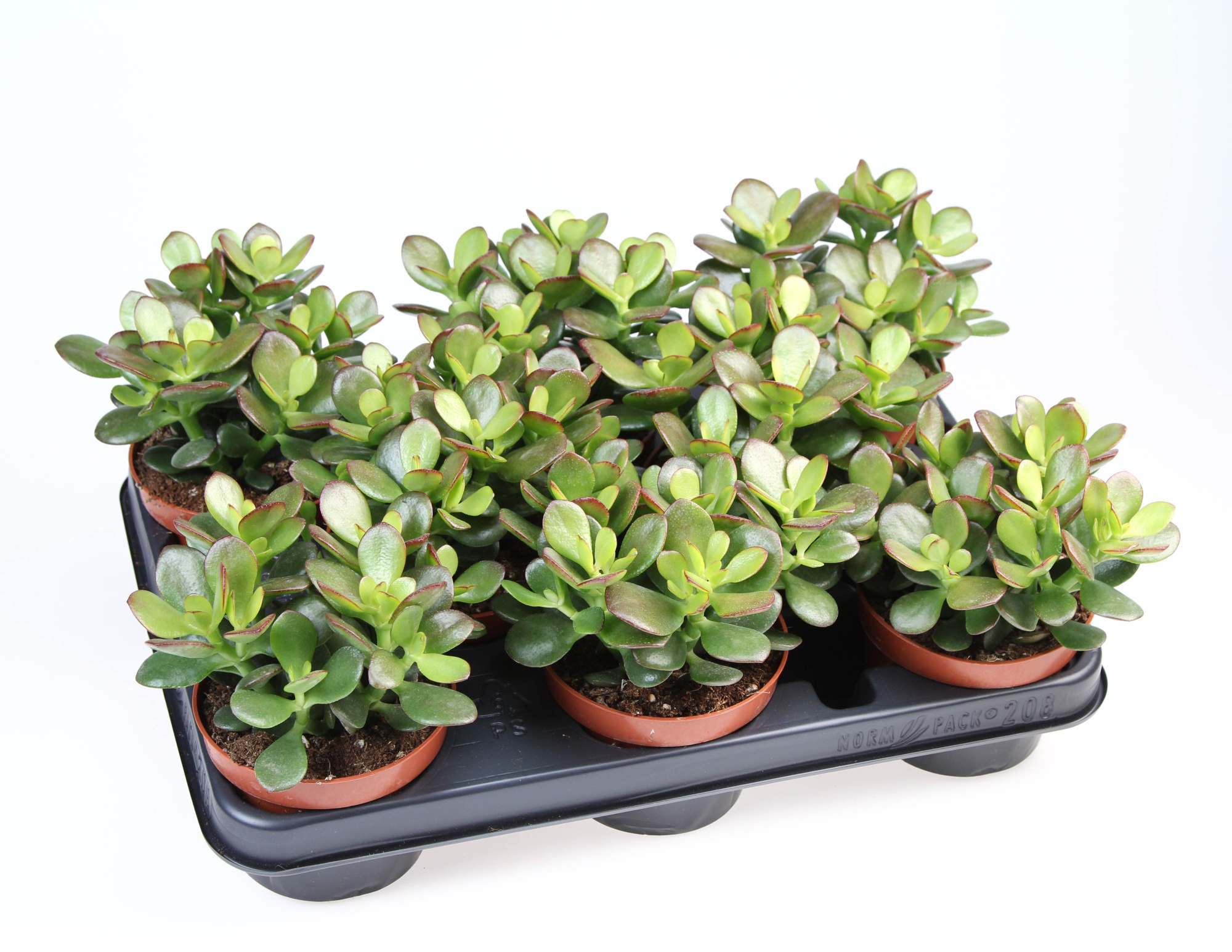 Crassula Ovata Minor, D 10,5