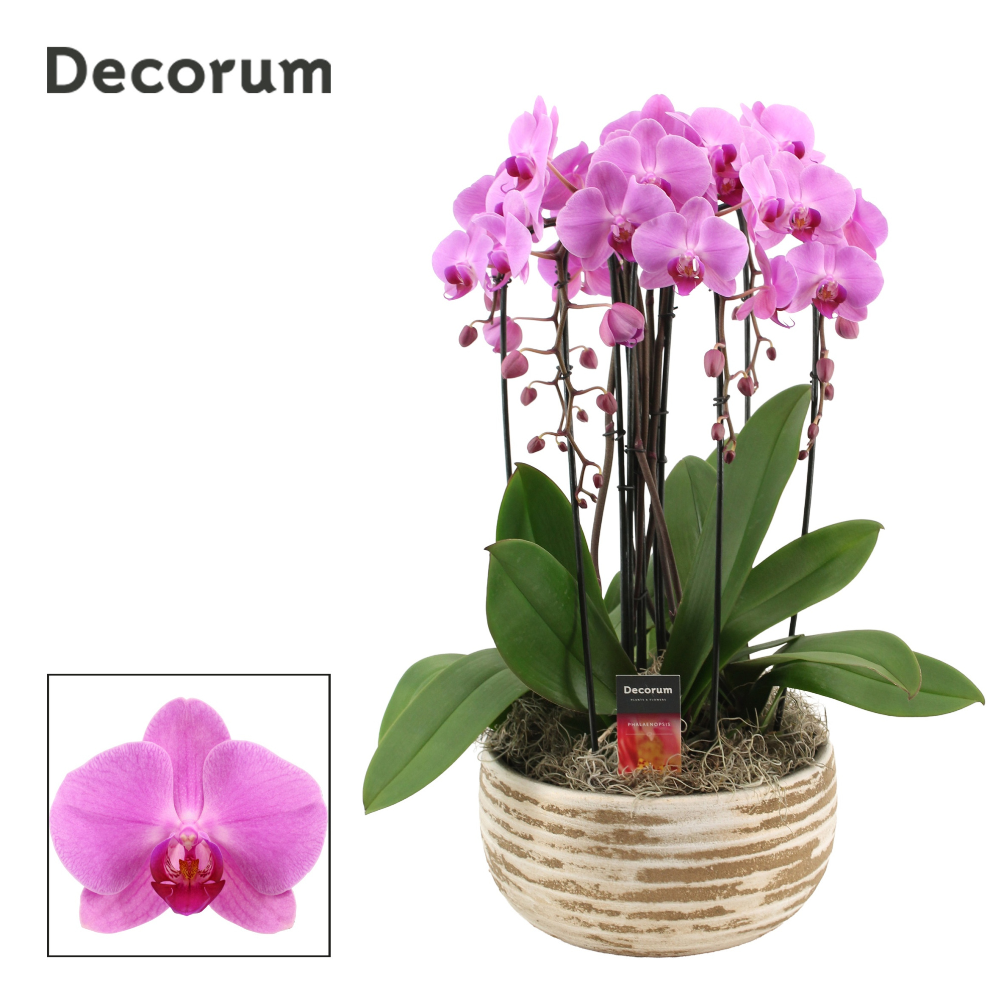 Luna cascade 6 tak symphony pink (Deco-collection), D 27