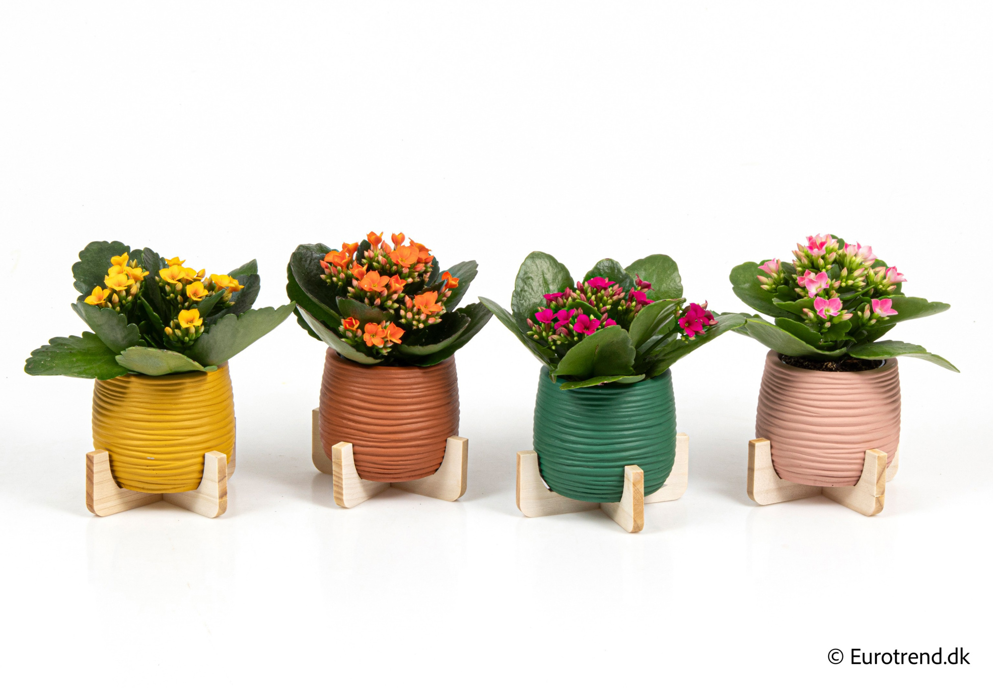 Kalanchoe in New Look ceramic 2026, D 6