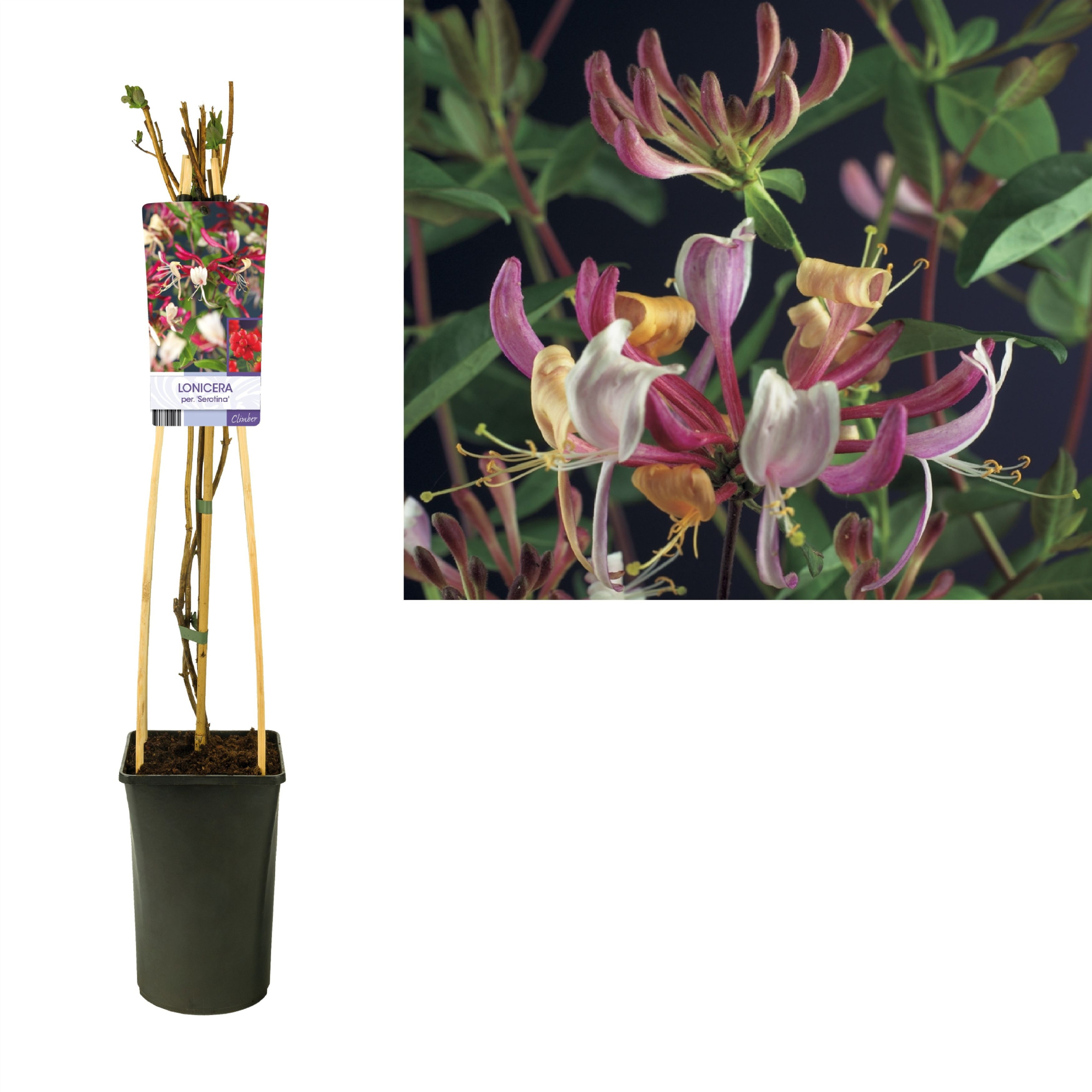 Lonicera per. 'Serotina' +light label, D 17