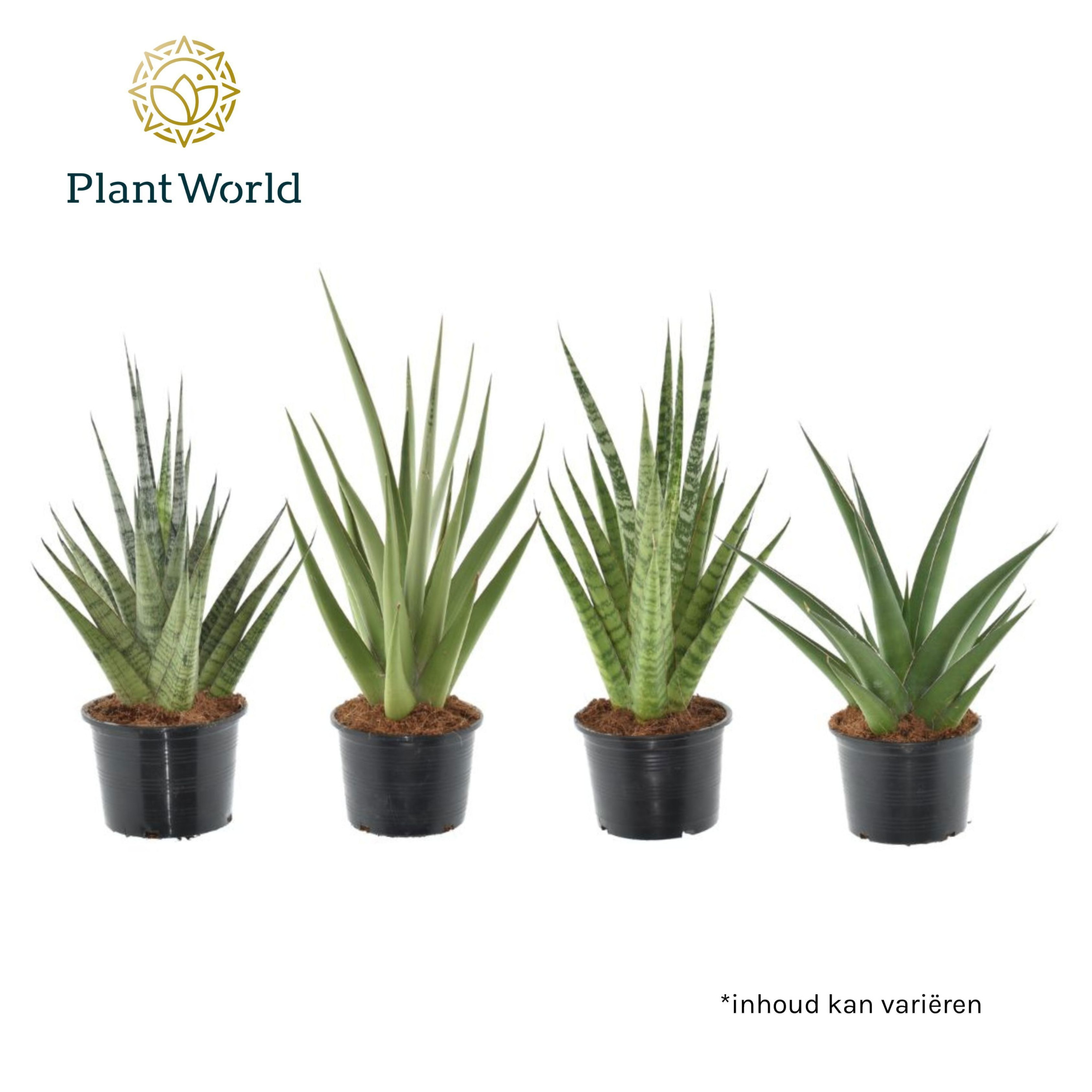 Sansevieria Prestige Mix, D 14