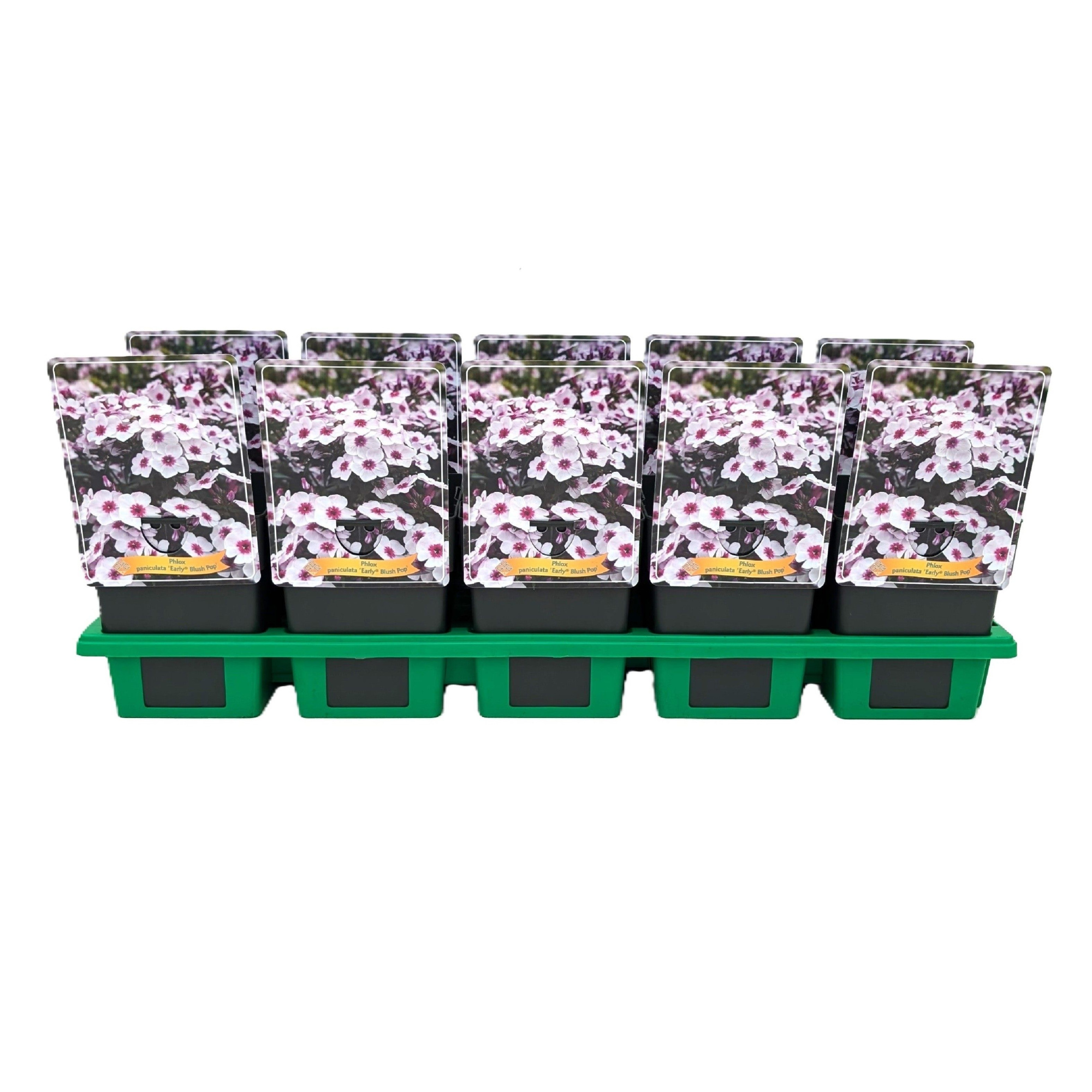 Phlox paniculata Early® 'Blush Pop' P11, D 11