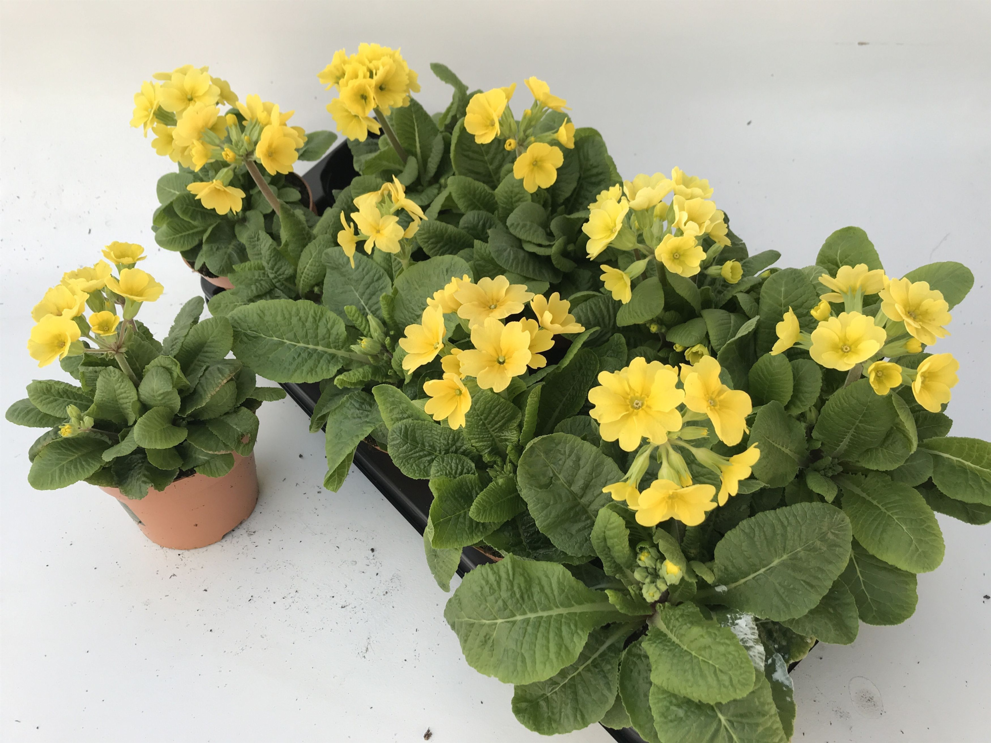 Primula Lemon officinalis Lookandtaste, D 11