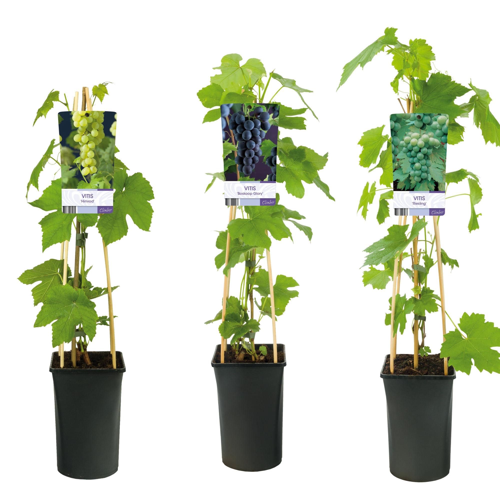 Mixshelf Fruit, grapes +light label, D 17