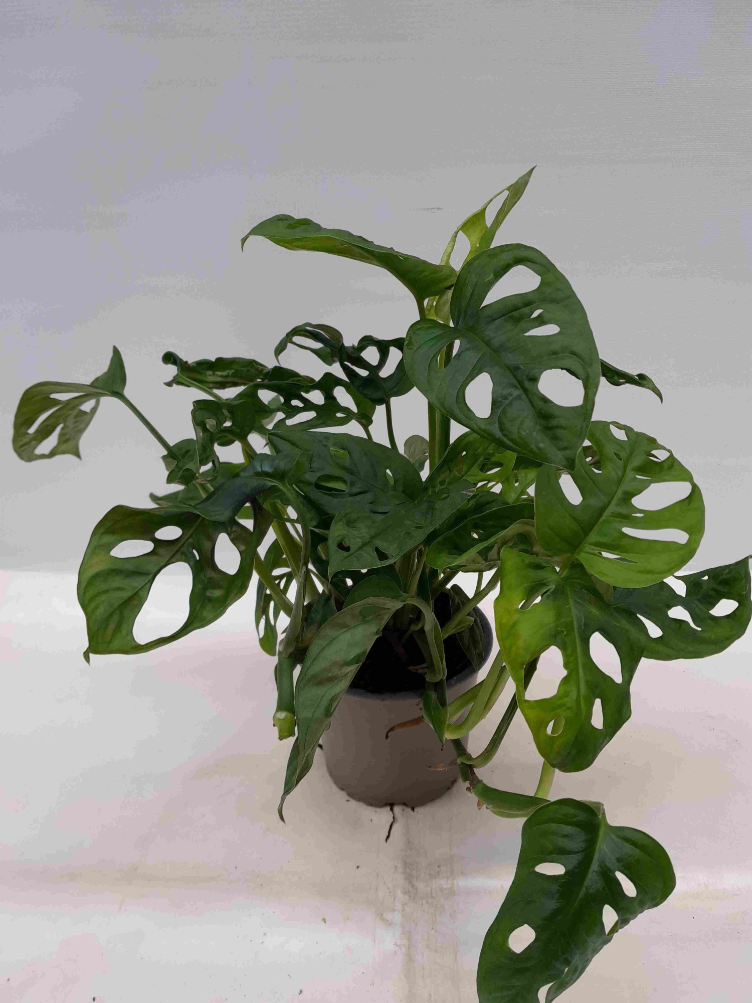 MONSTERA ADANSONII, D 12