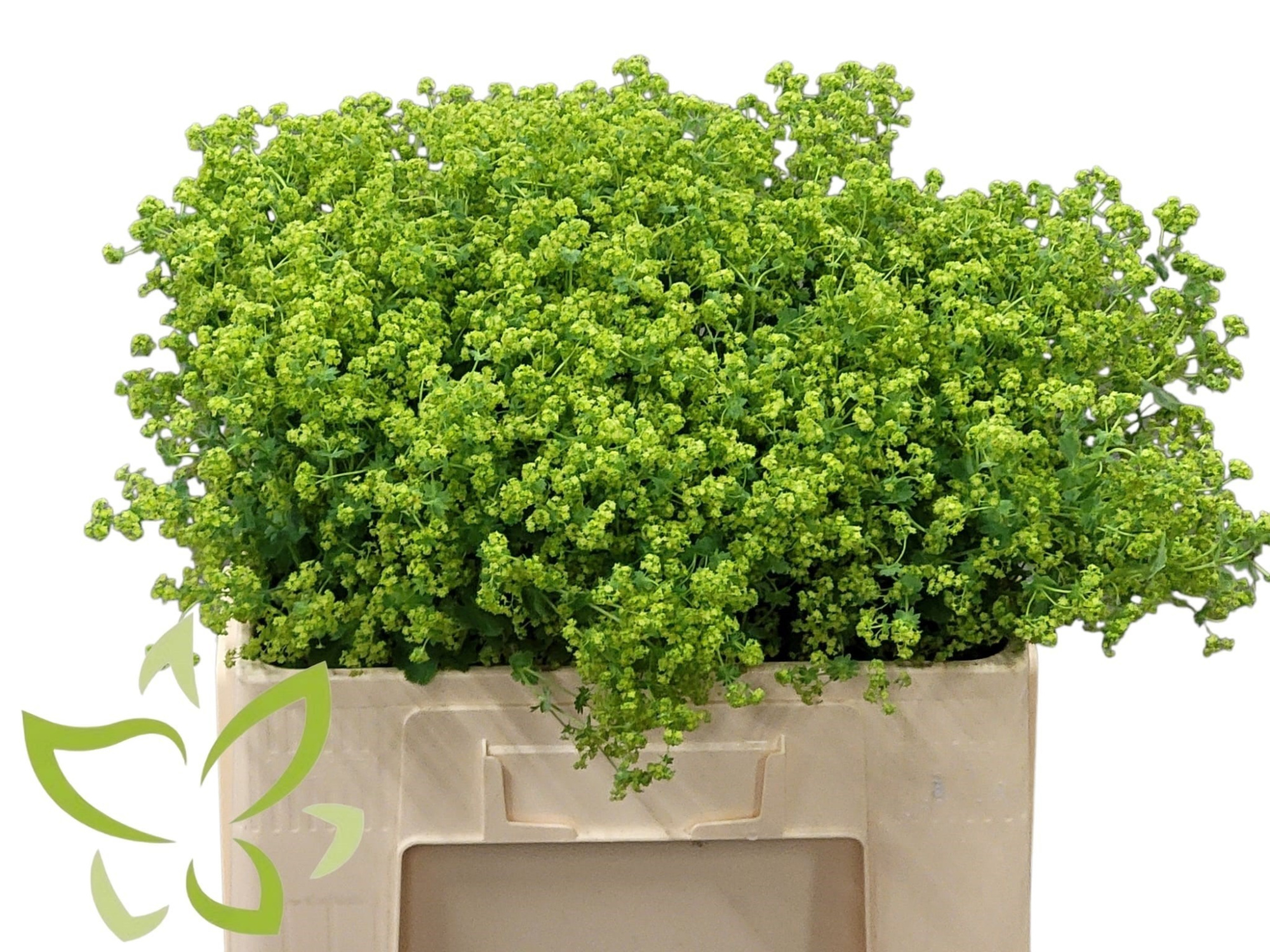 Алхемилла Молис Робустика (зел.), шт.