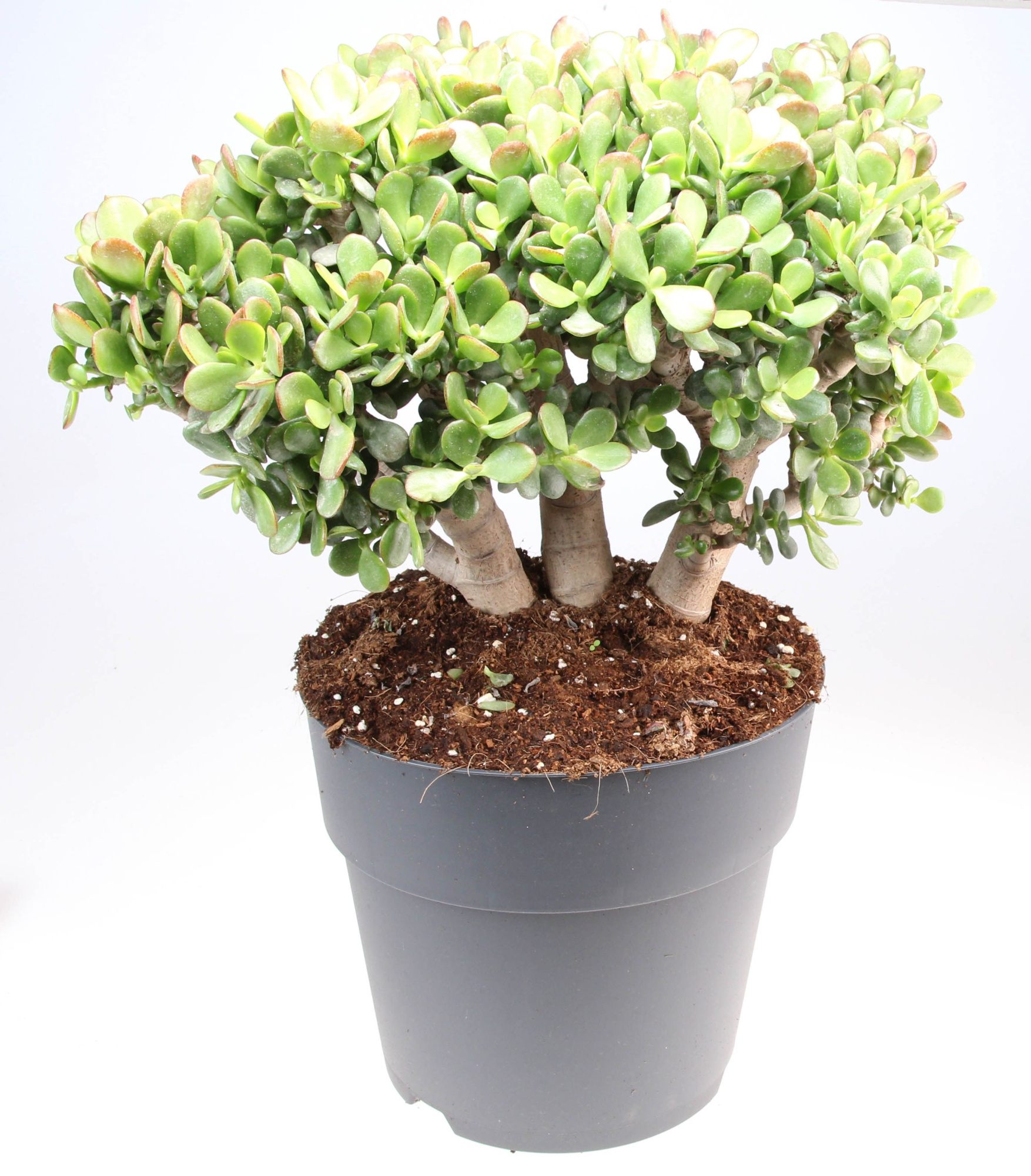 Crassula ovata minor, D 27