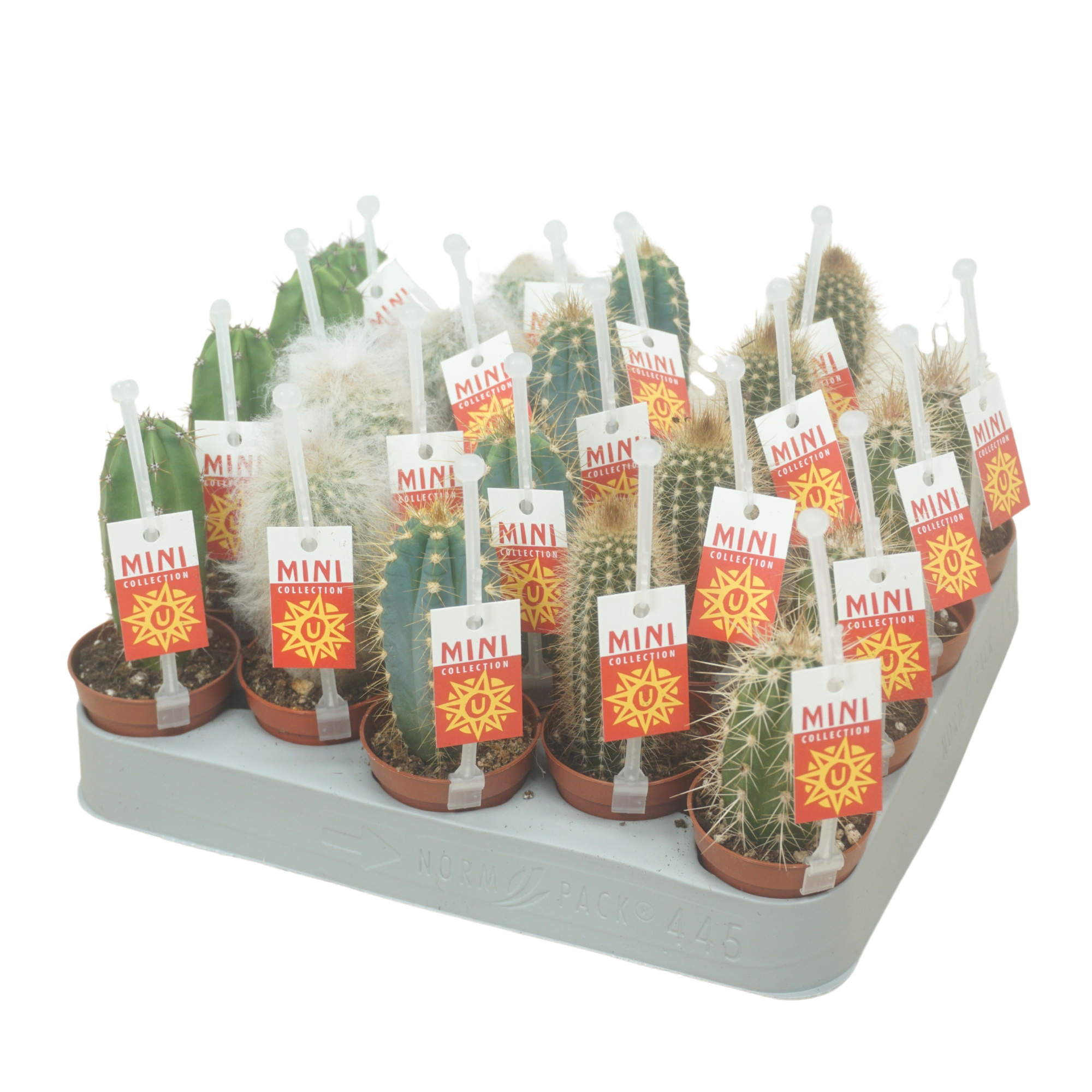 Cereus mix 5,5 cm op rij met picker+etiket, D 5,5