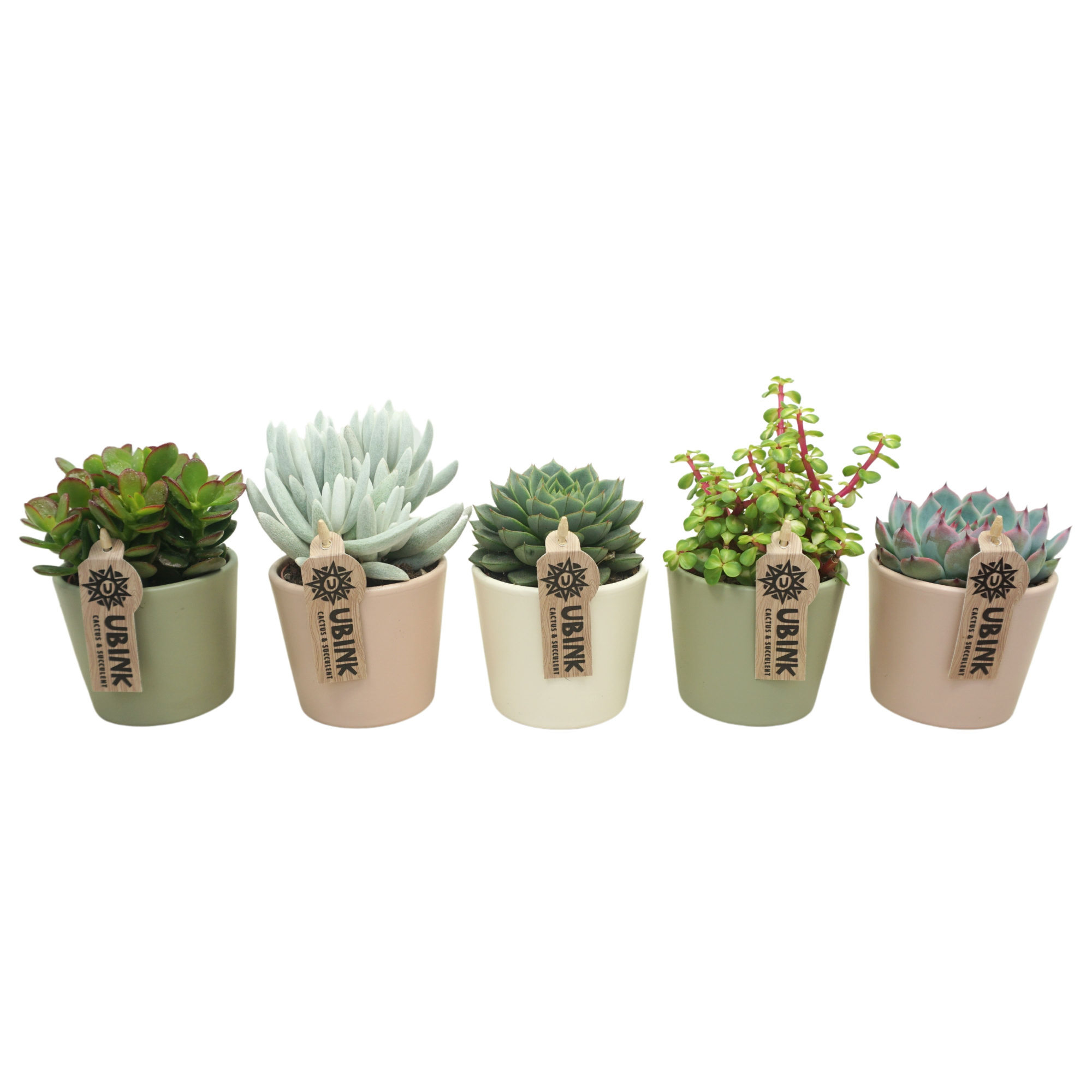 Succulent mix in 9 cm pastel potje (3 assorti), D 8,5
