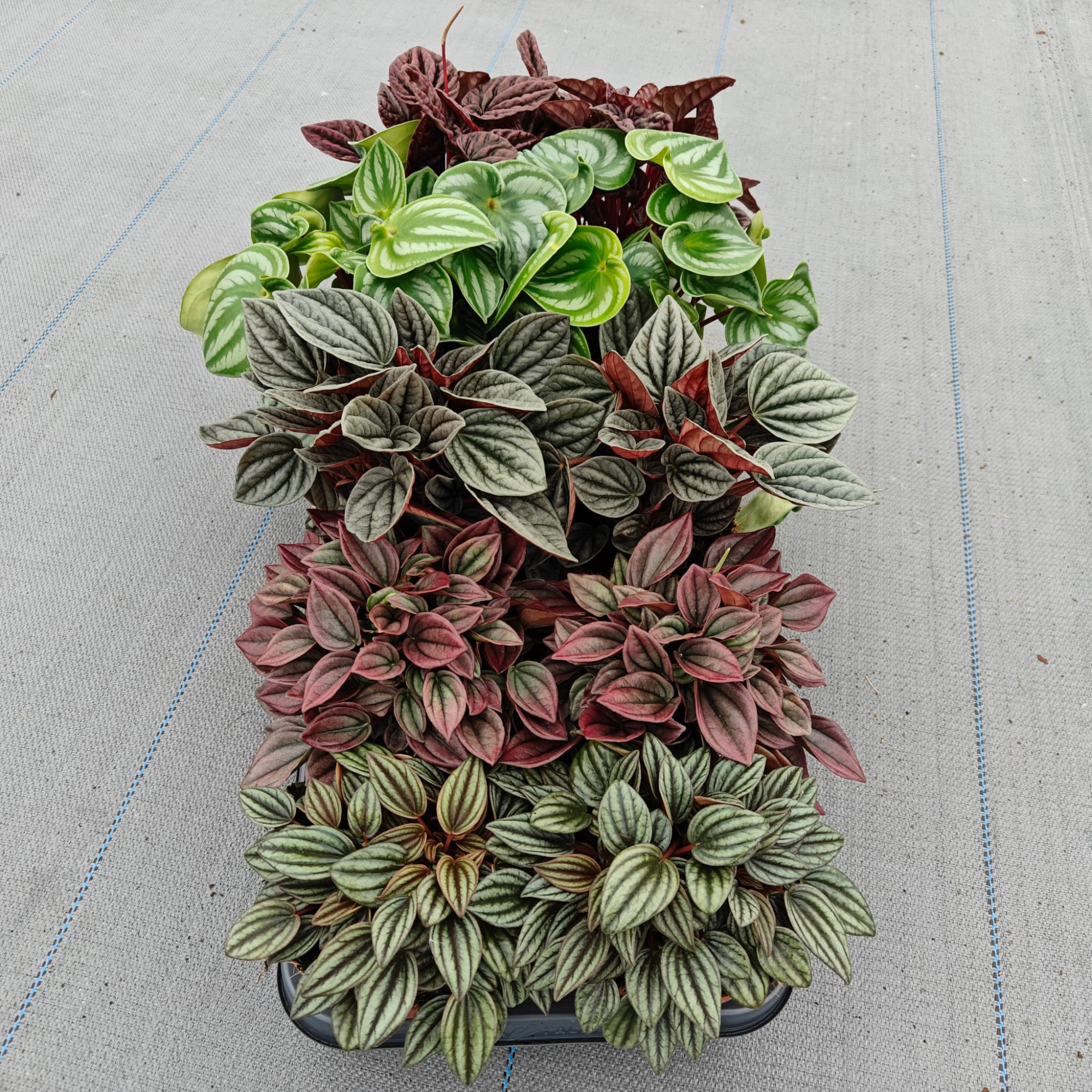 Peperomia Caperata Mix 12cm, D 12