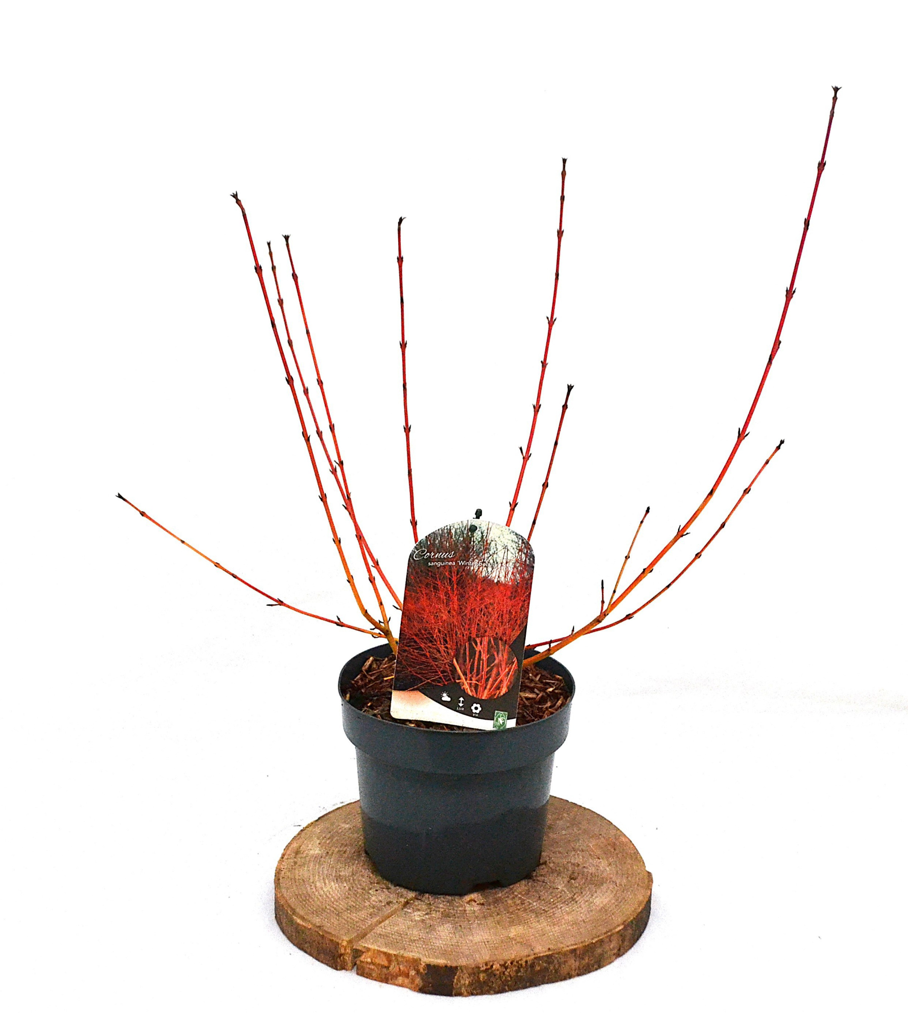 Cornus sang. Winter Beauty C3, D 19