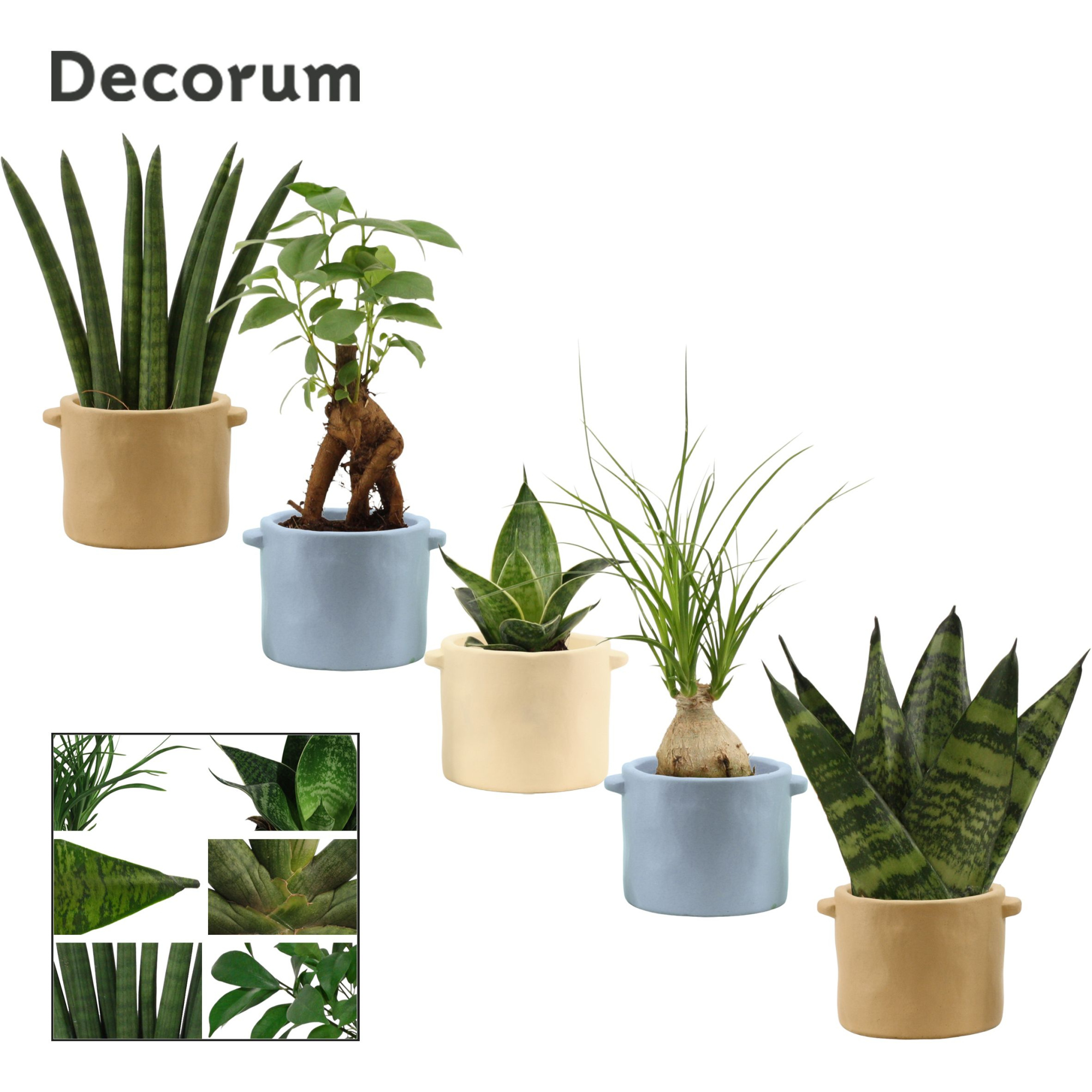 Groenmix mini in Charlotte (Nature world-collection), D 6