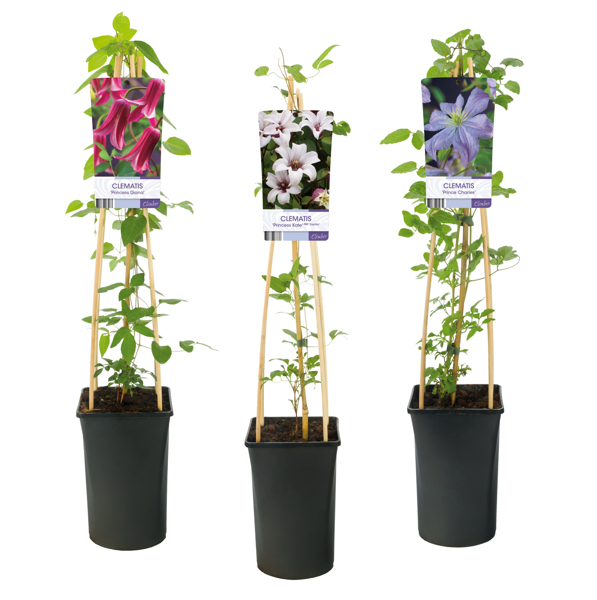 Mixshelf Clematis Royals +light label, D 17