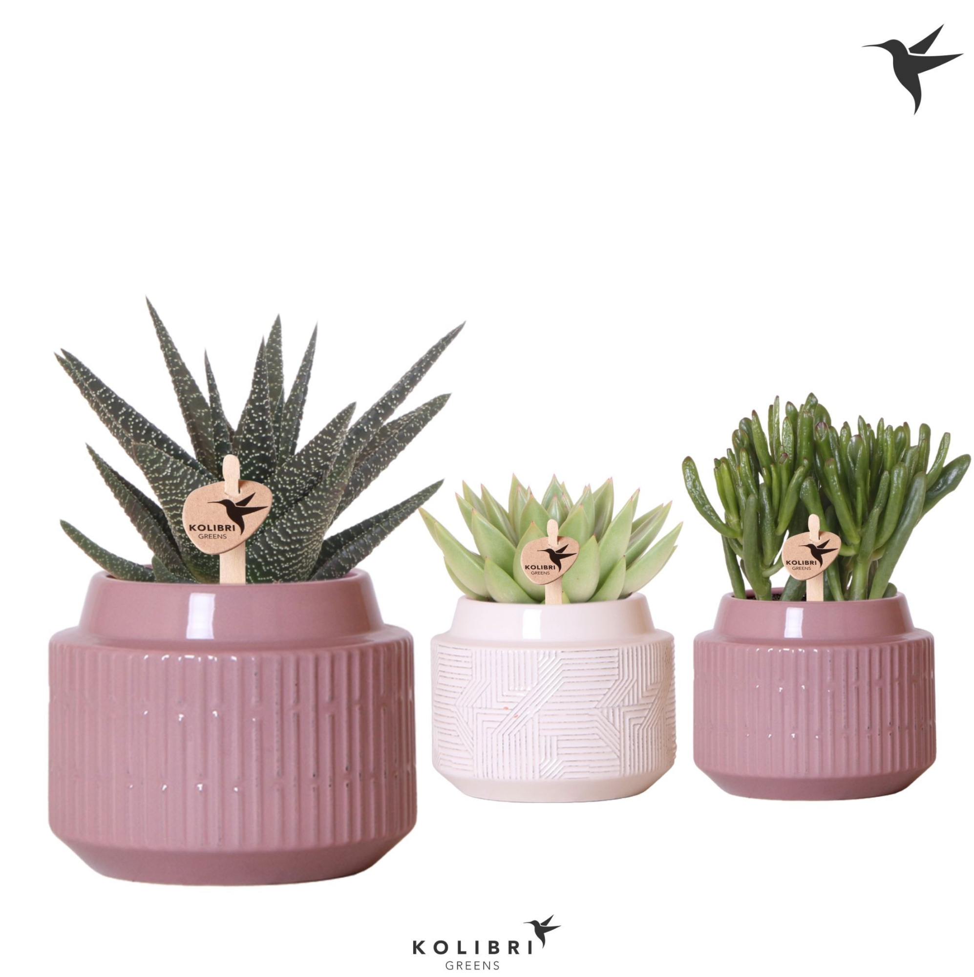 Kolibri Greens Succulenten mix in Maze pot mix, D 9