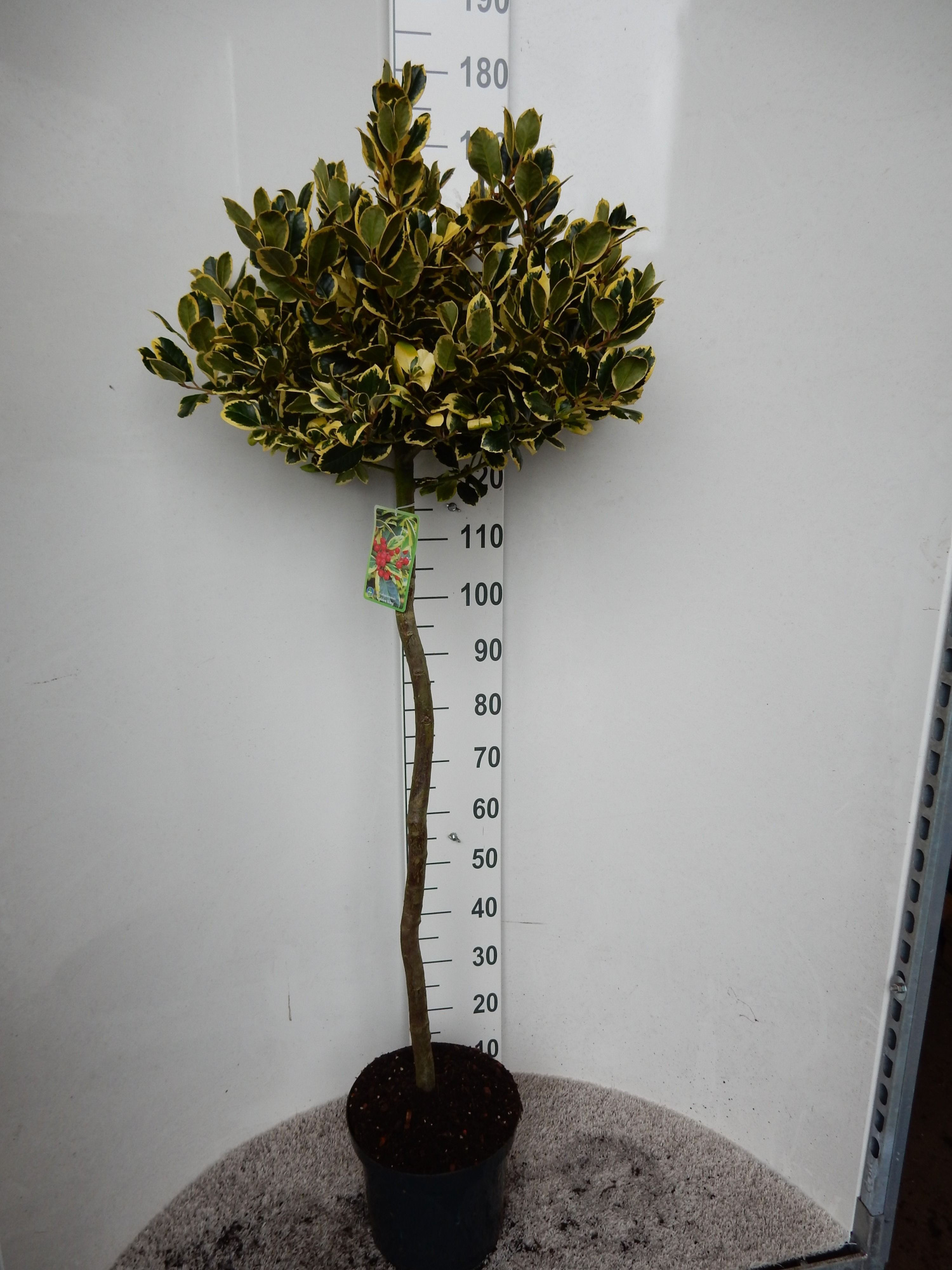 Ilex alt. Golden King 100 stam kroon 40 cm P28, D 28