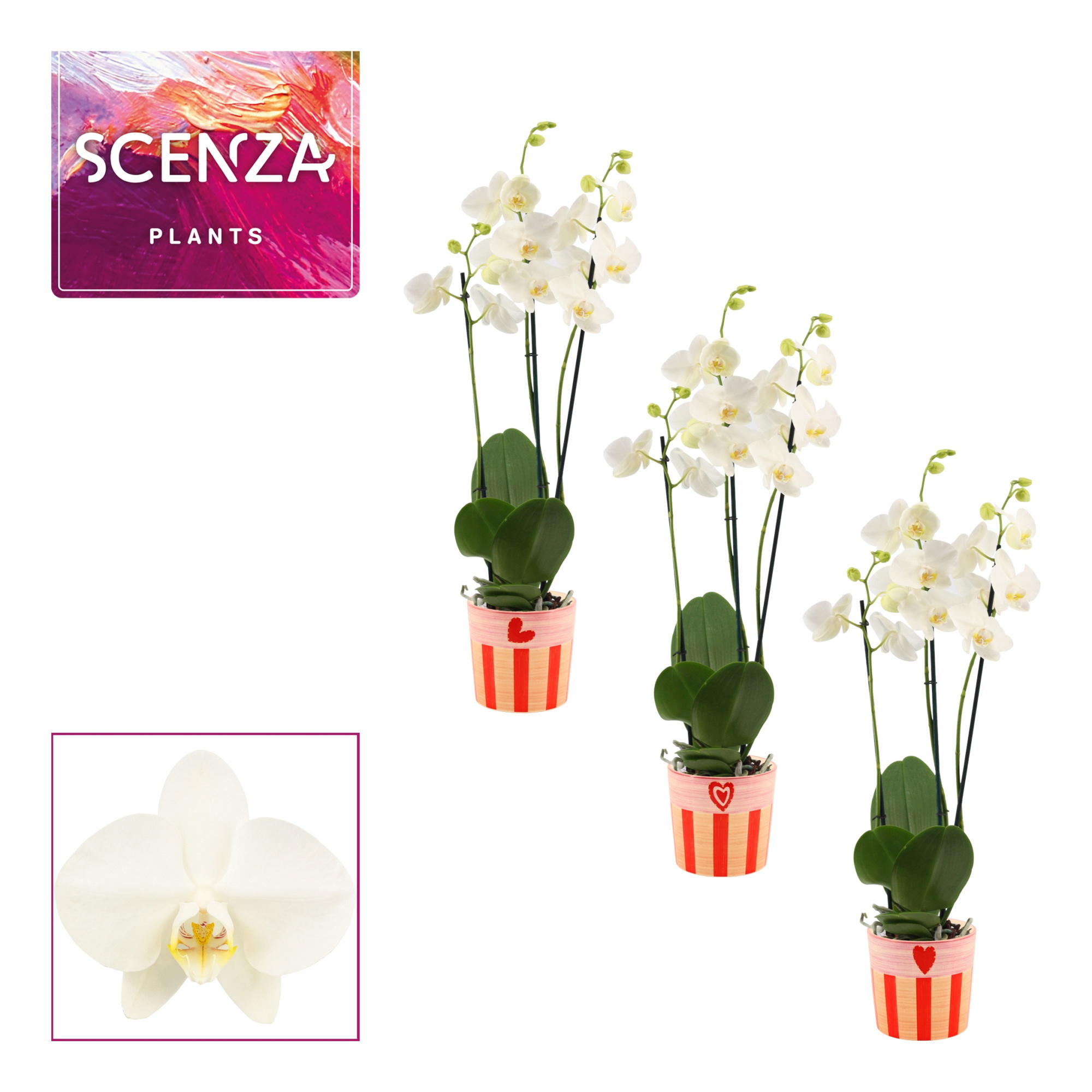 Phalaenopsis 3 tak 18+ wit in Romée (Sympathetic moods-collectio, D 12