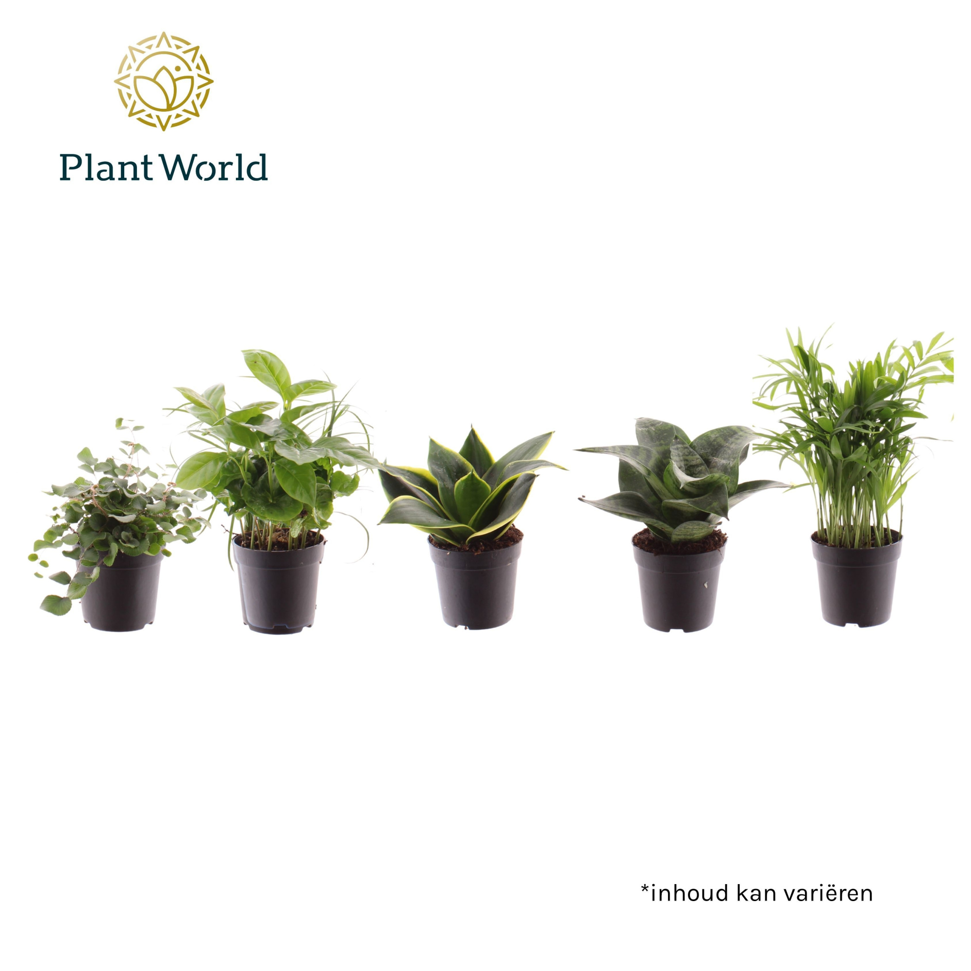 Keen on Green Texas mix 7 cm, D 7