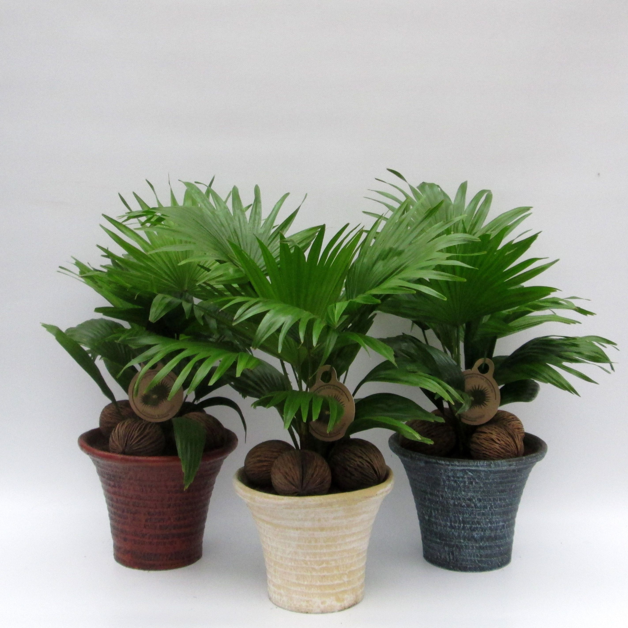 Livistona rotundifolia, D 19