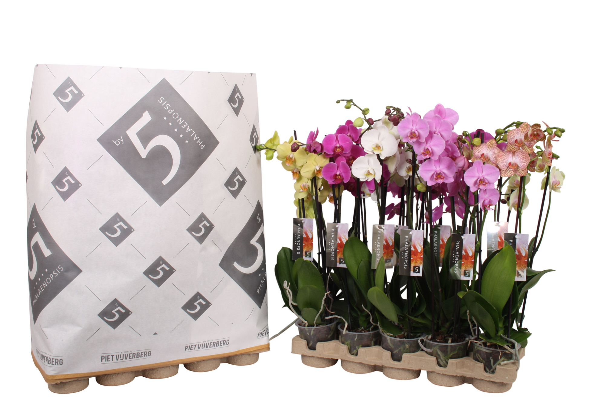 Phalaenopsis 3-spike 22+ mix in pulp tray, D 12