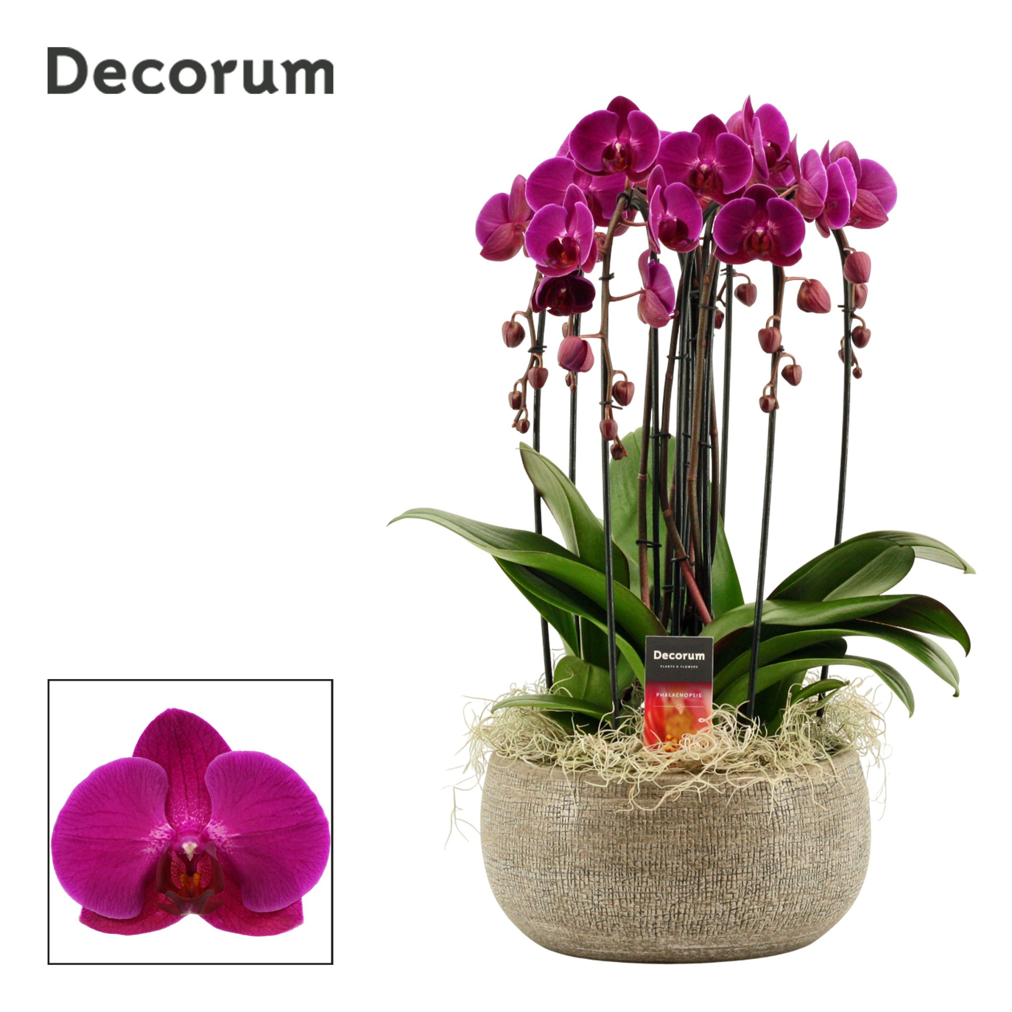 Bianca cascade 6 tak symphony purple (Deco-collection), D 27
