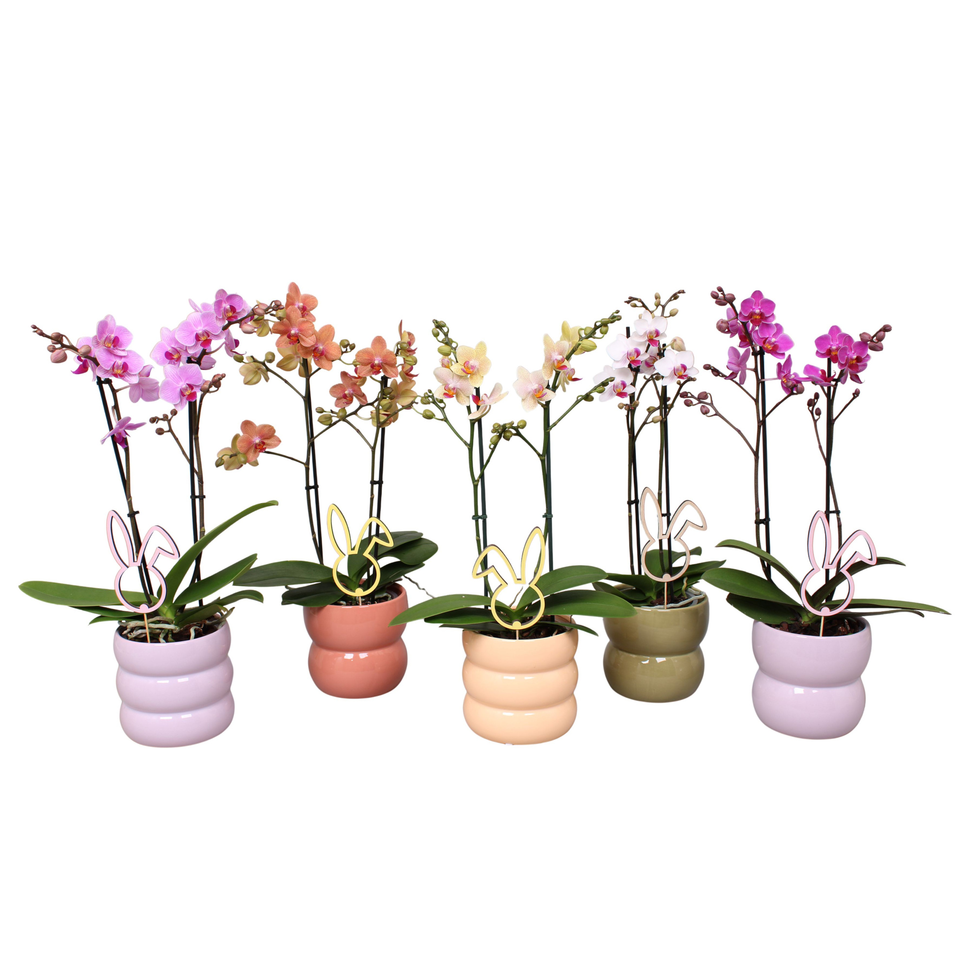 Phal. Multiflora 2-tak mix in keramiek BGC951 + bijsteker Pasen, D 12