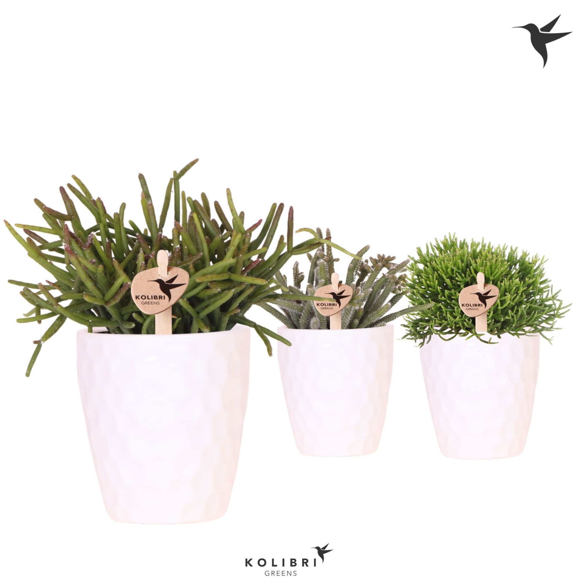 Kolibri Greens Rhipsalis mix in Honey pot, D 9