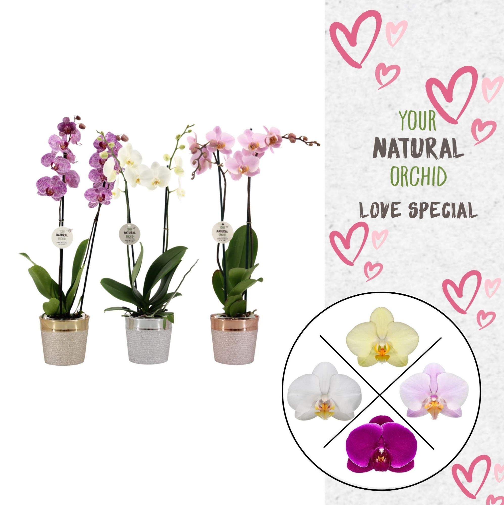 Phal. 2 spike Love Mix in keramiek, D 12