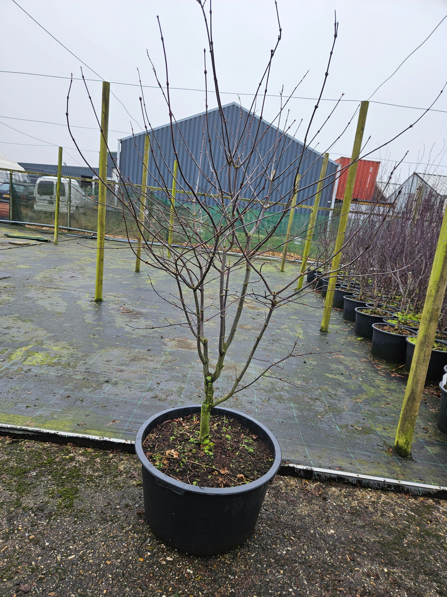 Acer palmatum 'Osakazuki', D 59