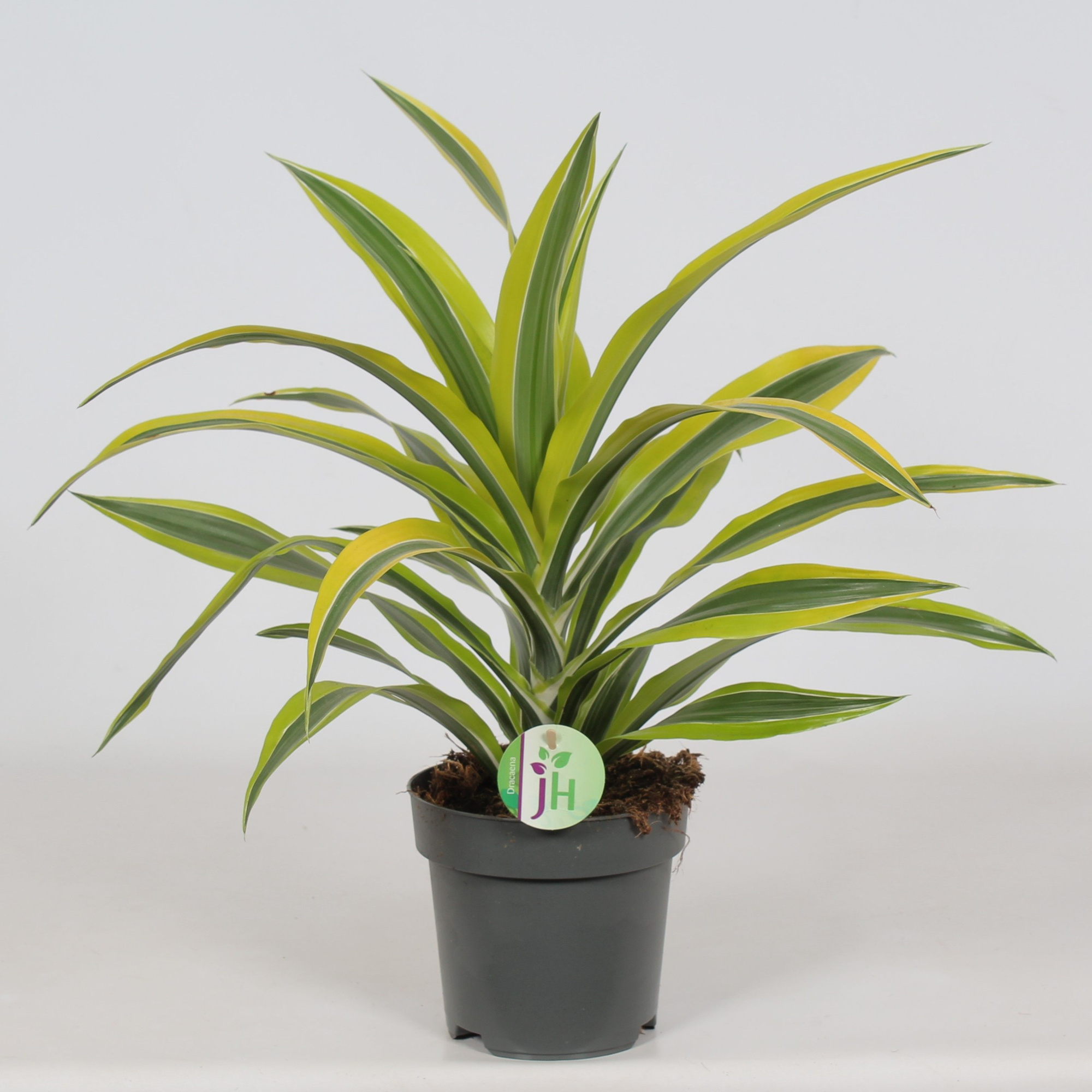 Dracaena 'Lemon Lime', D 17