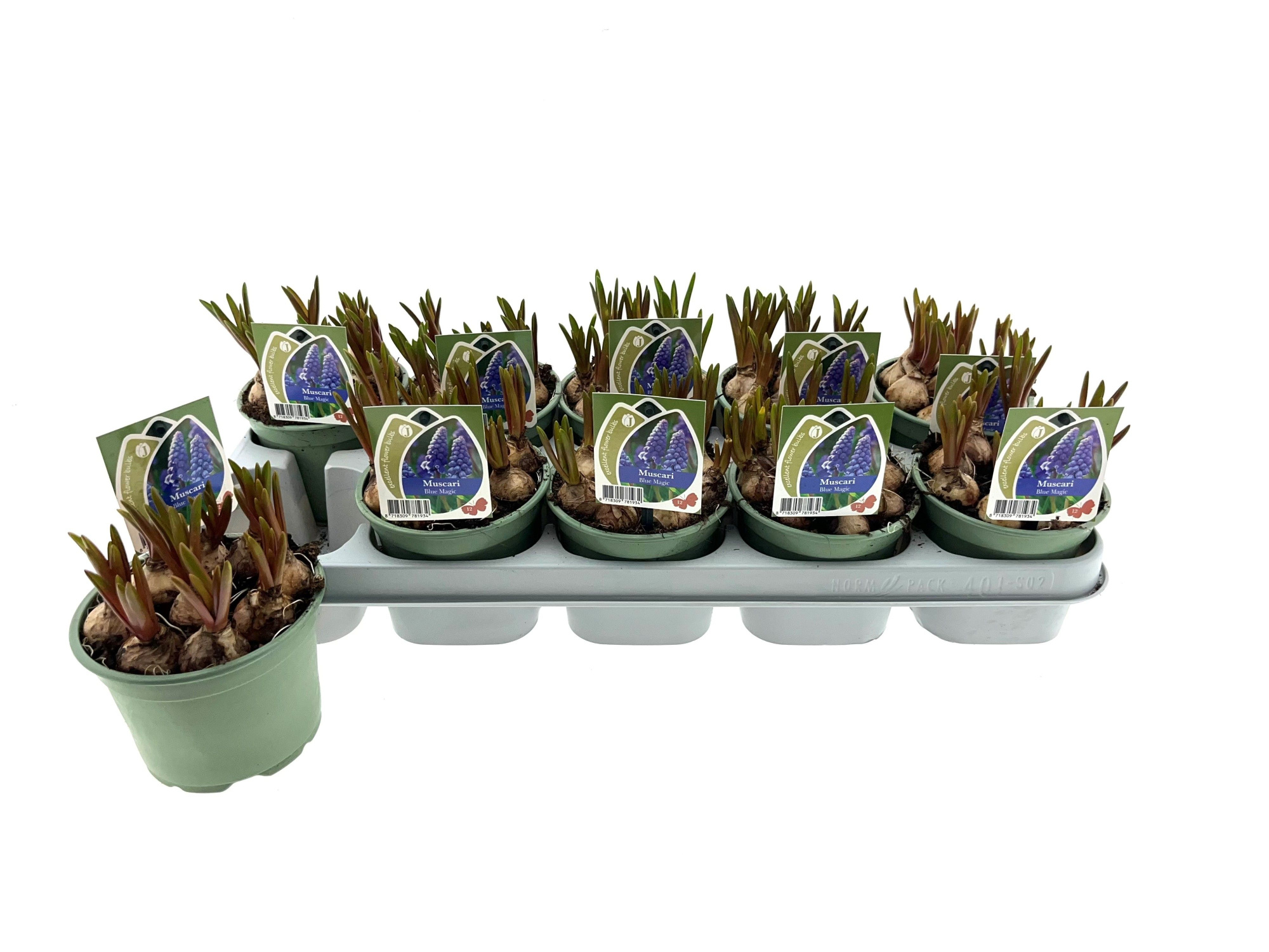 Muscari Blue Magic 12cm, D 12