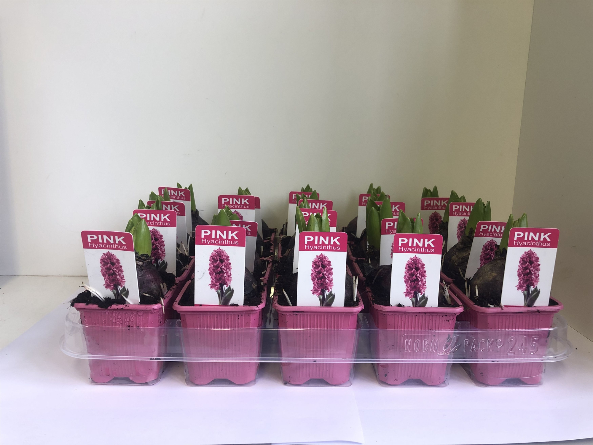 Hyacint Pink Pearl met etiket, D 7