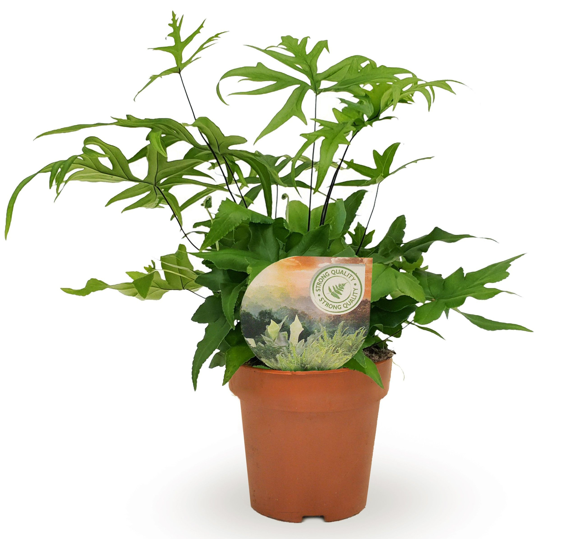 Doryopteris pedata, D 12