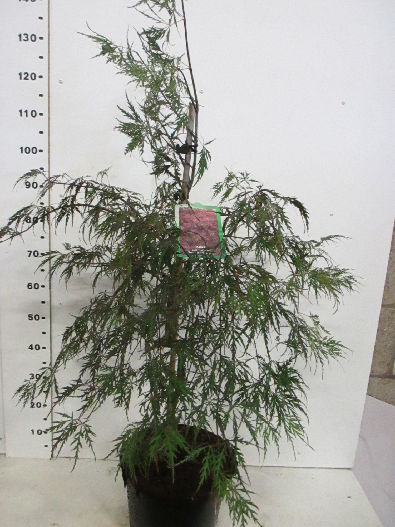 Acer palm. Inaba-shidare 60-80 P30, D 30