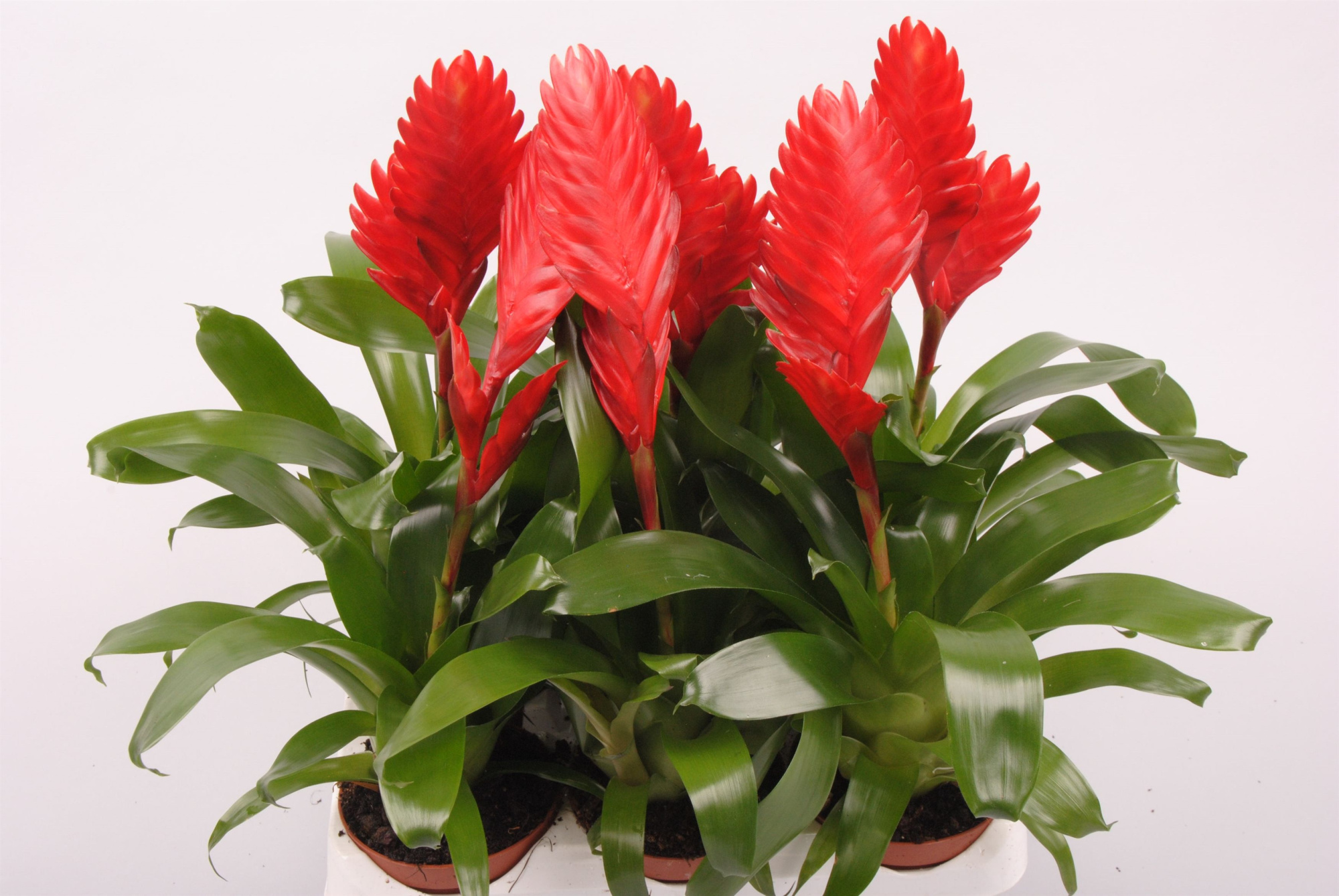 Vriesea Cathy Rood, D 9