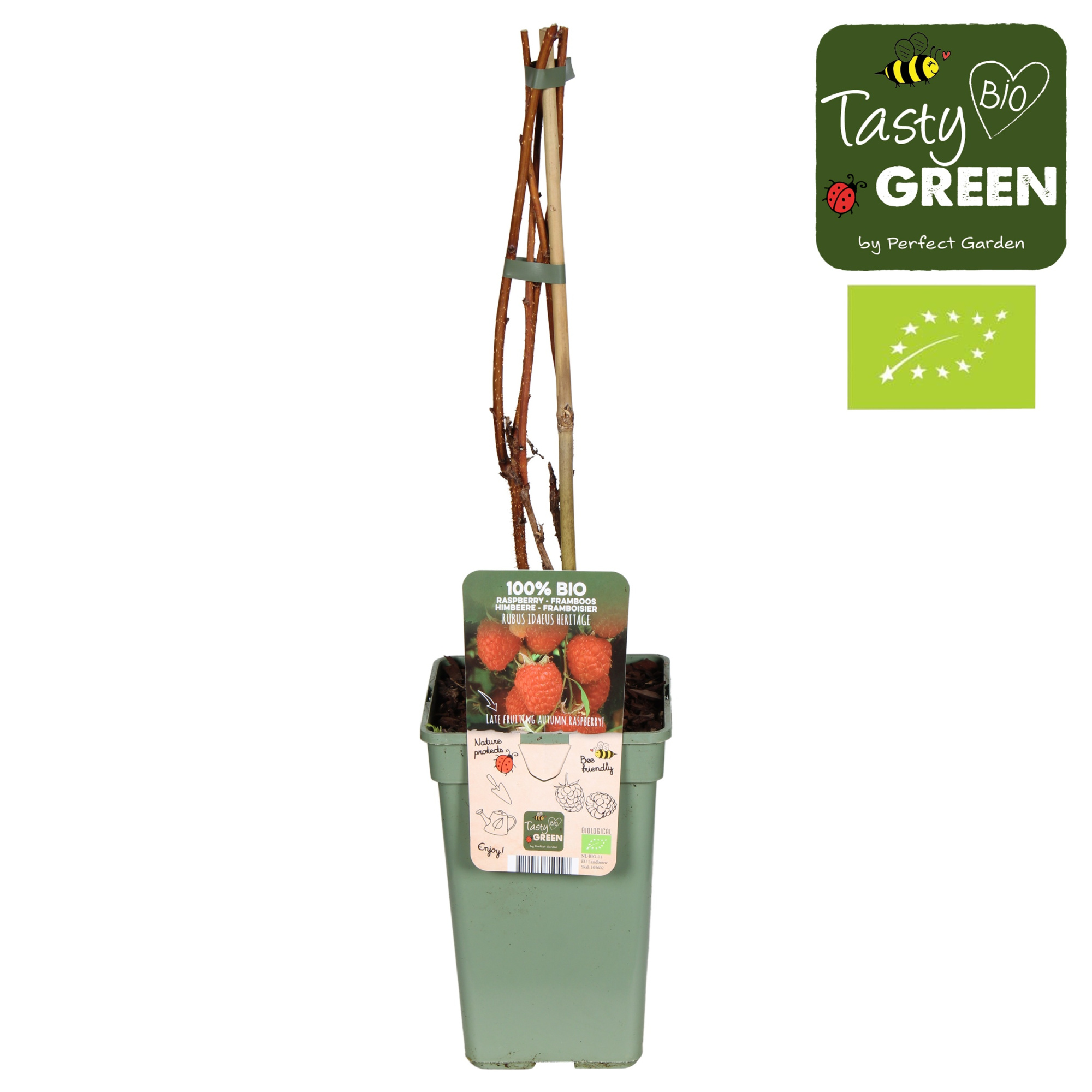 Rubus idaeus 'Heritage' Bio P19, D 19