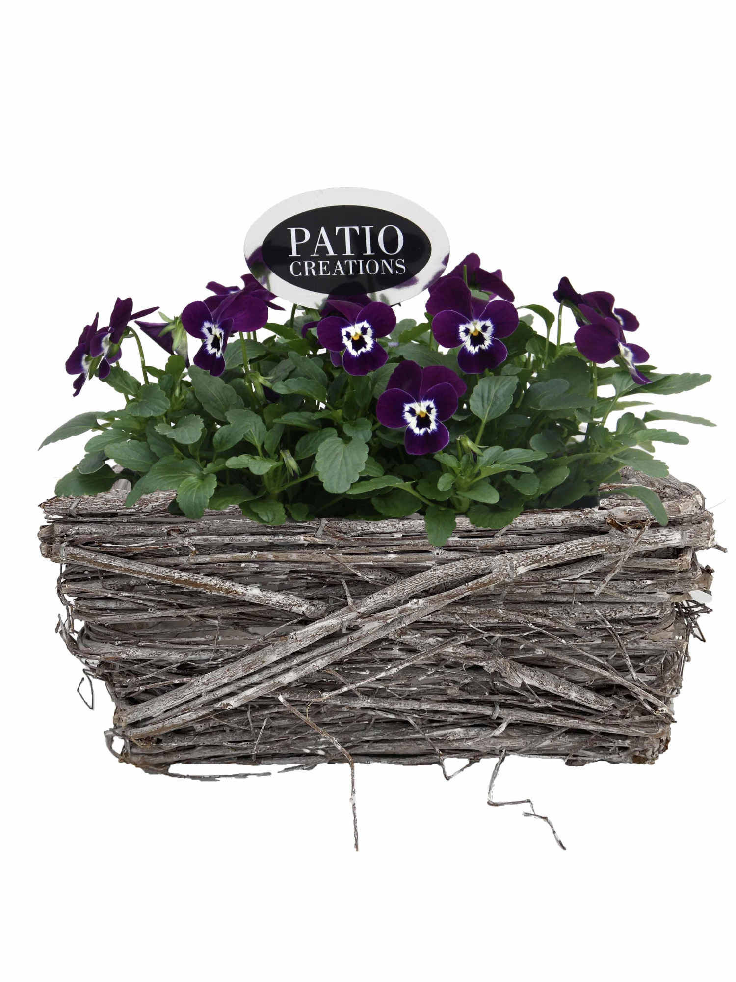 V843-9001 Viola-Festuca Matz S, D 20