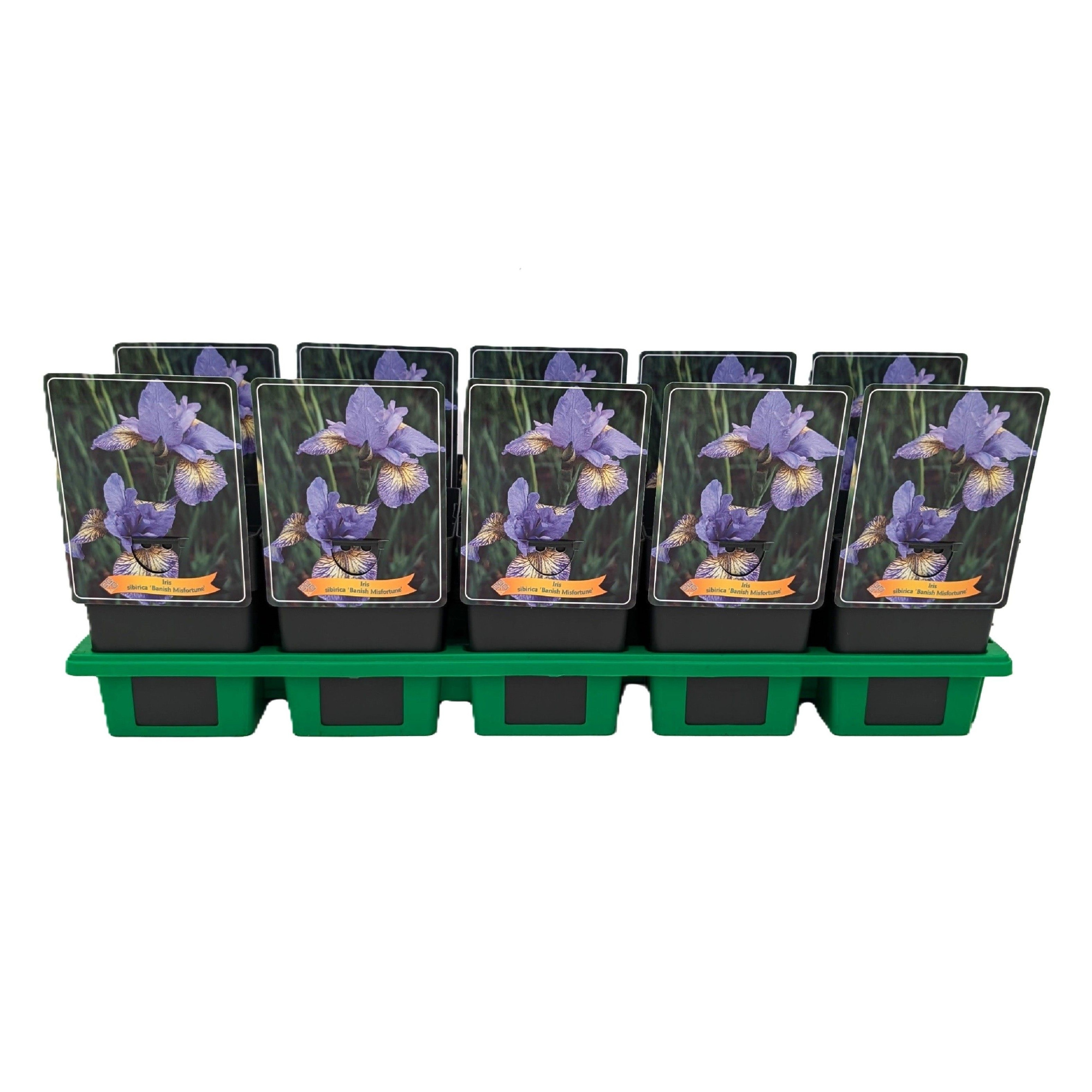 Iris Sibirica 'Banish Misfortune' P11, D 11