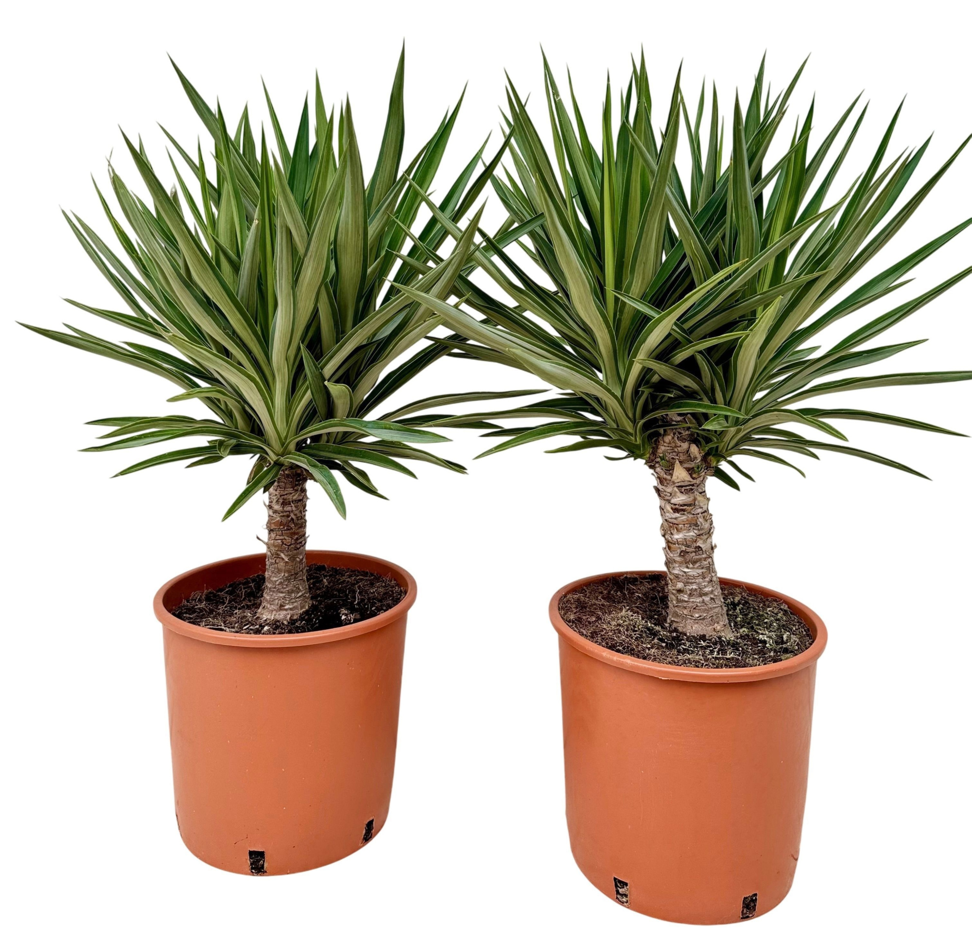 Yucca elephantipes elmilia P26, D 26