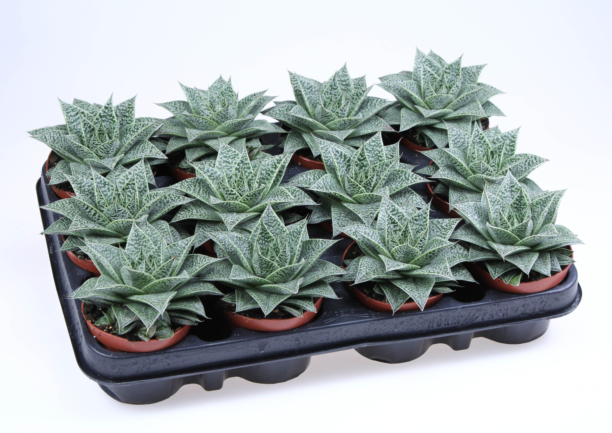 Gasteria D'nella, D 8,5