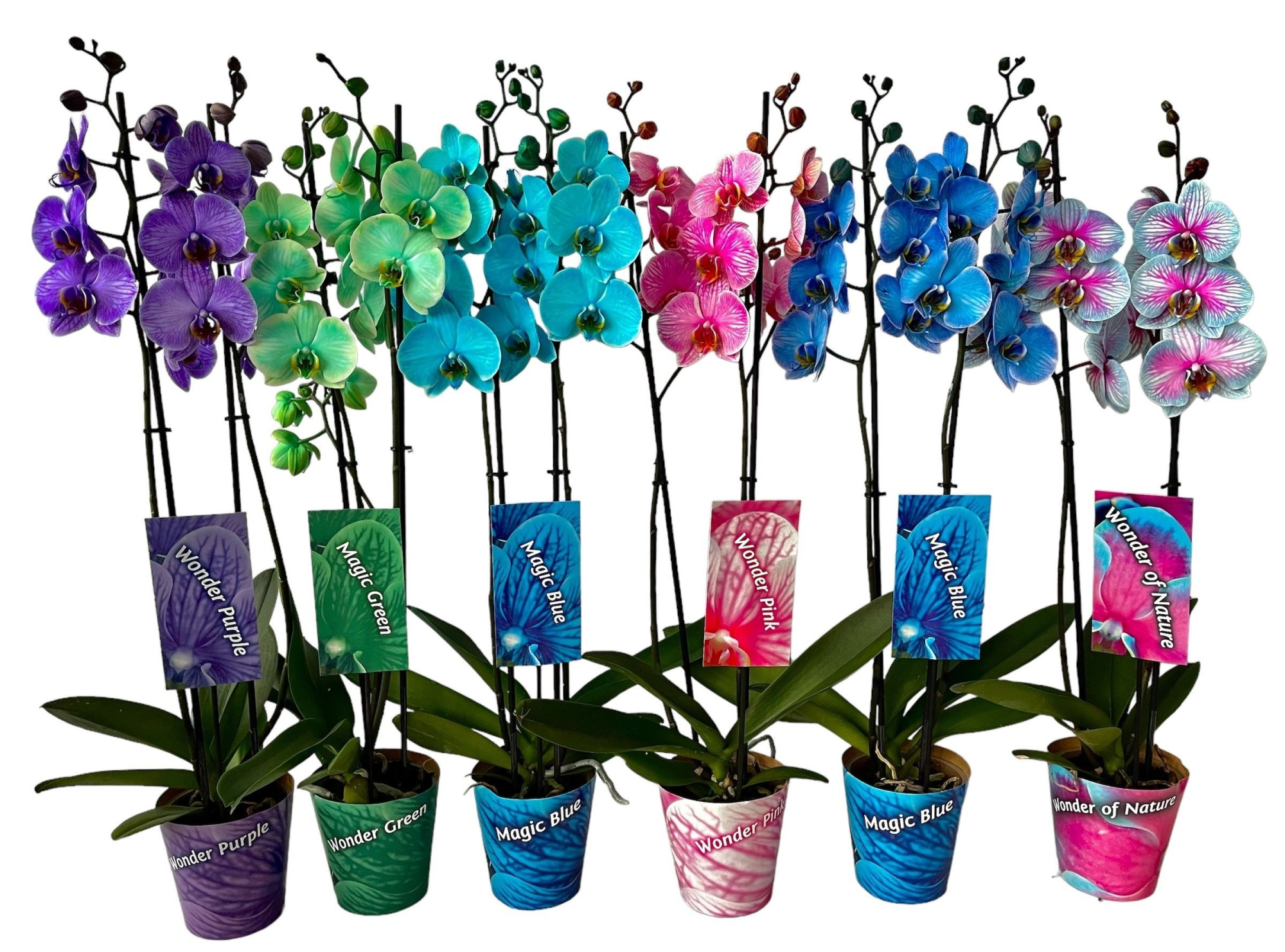 2 tak mix ton sur ton potcover en etiket, D 12